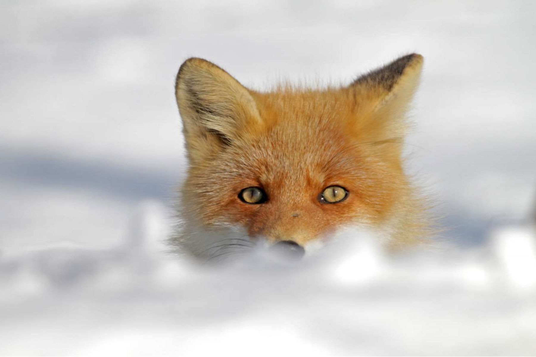 Sly portrait of a Red Fox