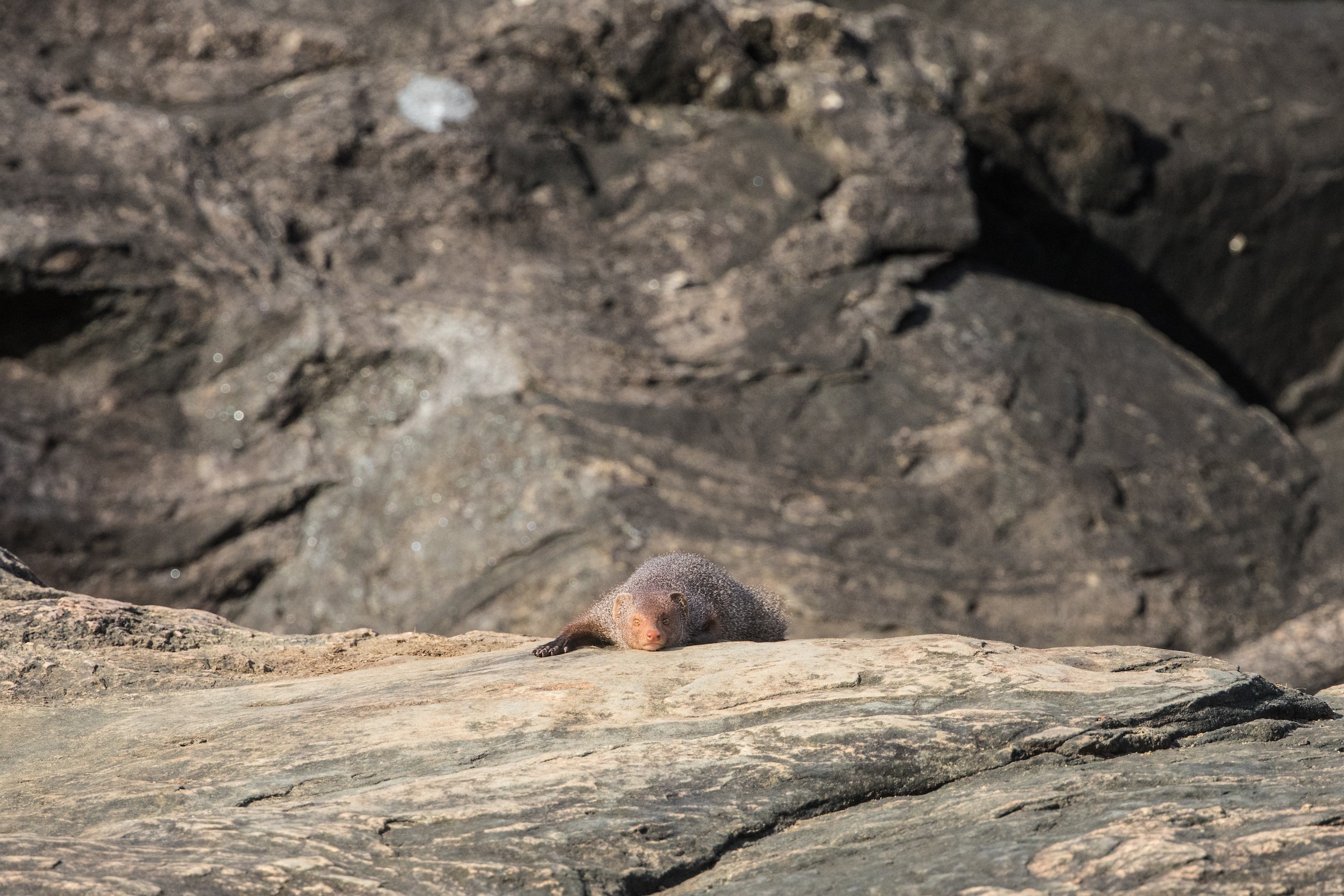 Ruddy Mongoose siesta on the granite boulders of Yala