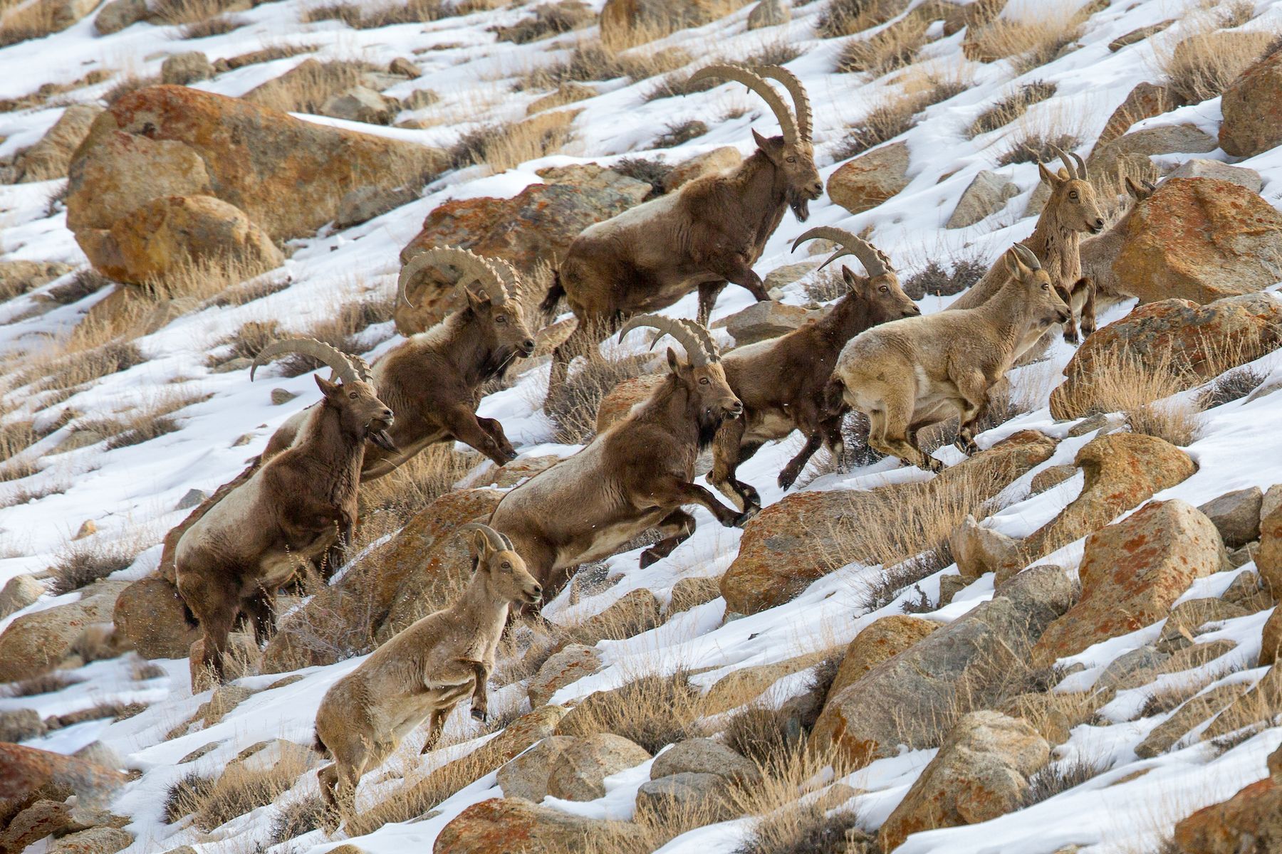 Siberian Ibex: Photography tours by Inger Vandyke