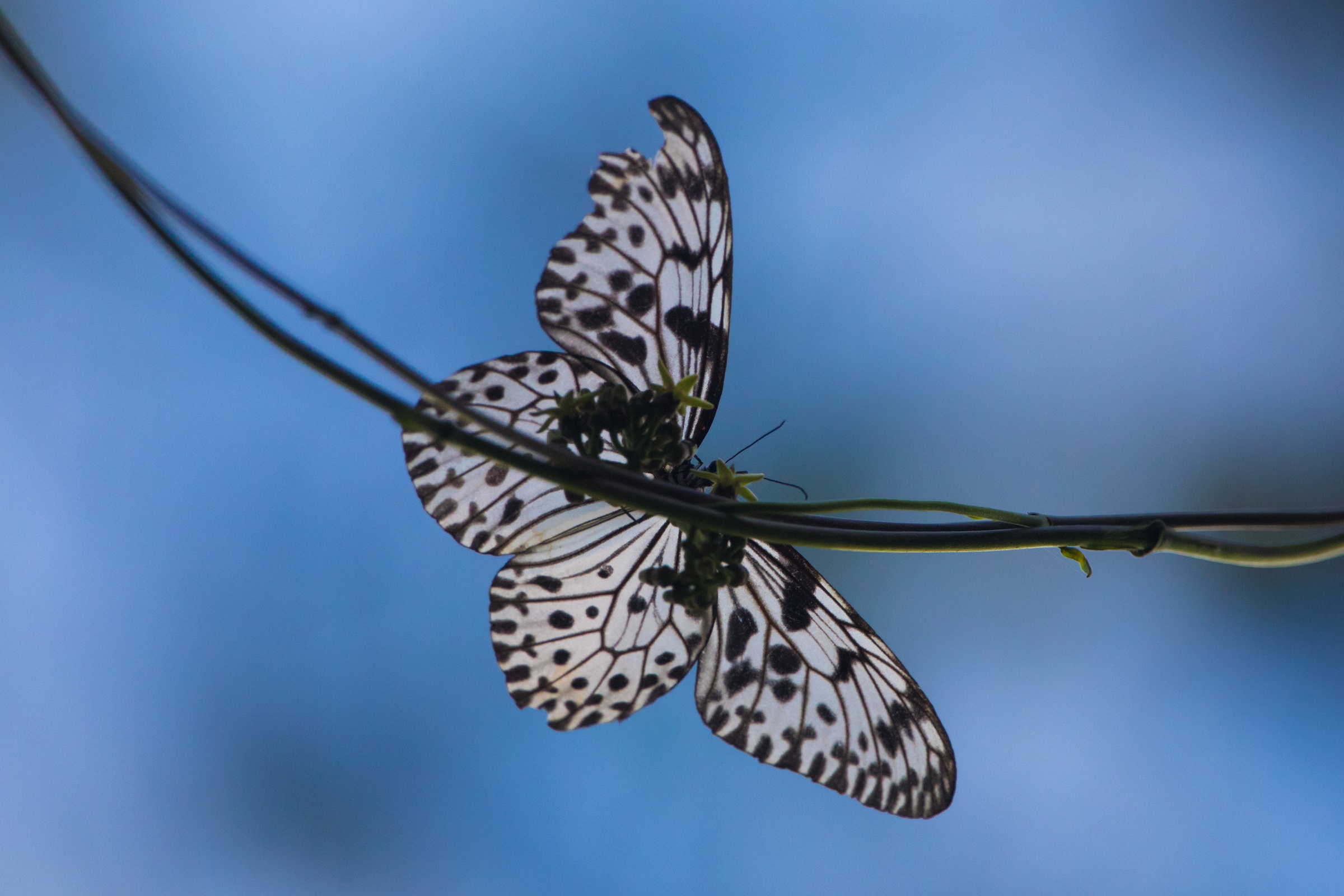 Butterflies abound in the forests of Sinharaja