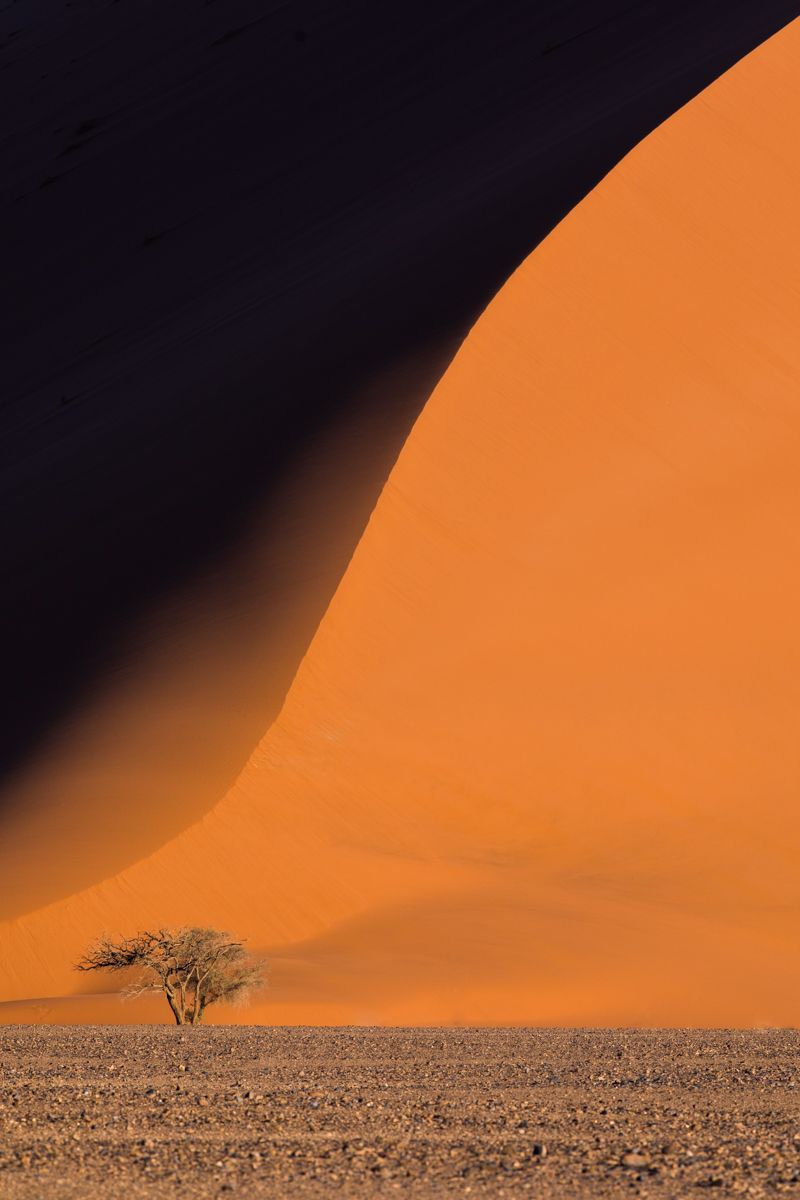 A solitary tree survives at the bottom of one of Sossusvlei's massive red dunes in Namibia