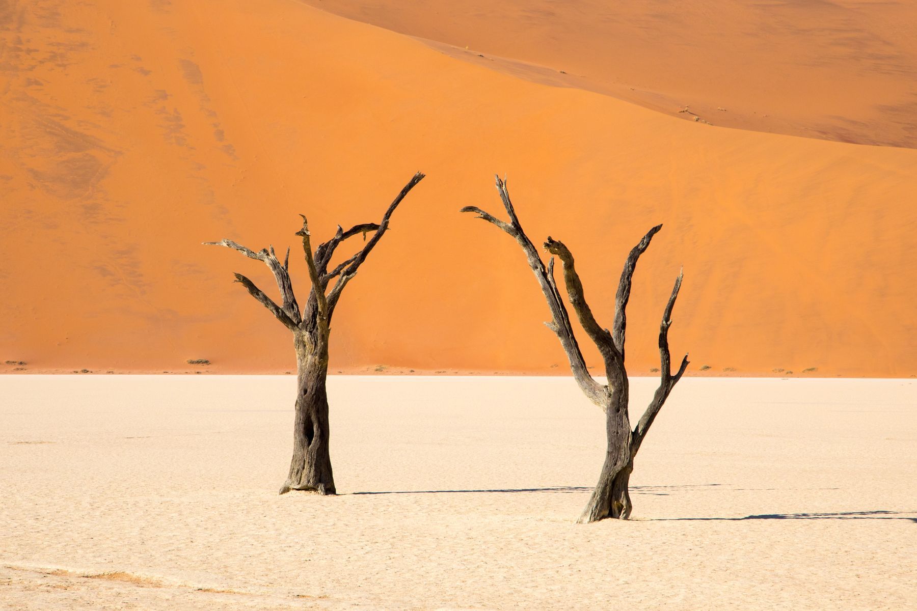 Our Namibia photography tour takes you to the incredible Deadvlei at sunrise
