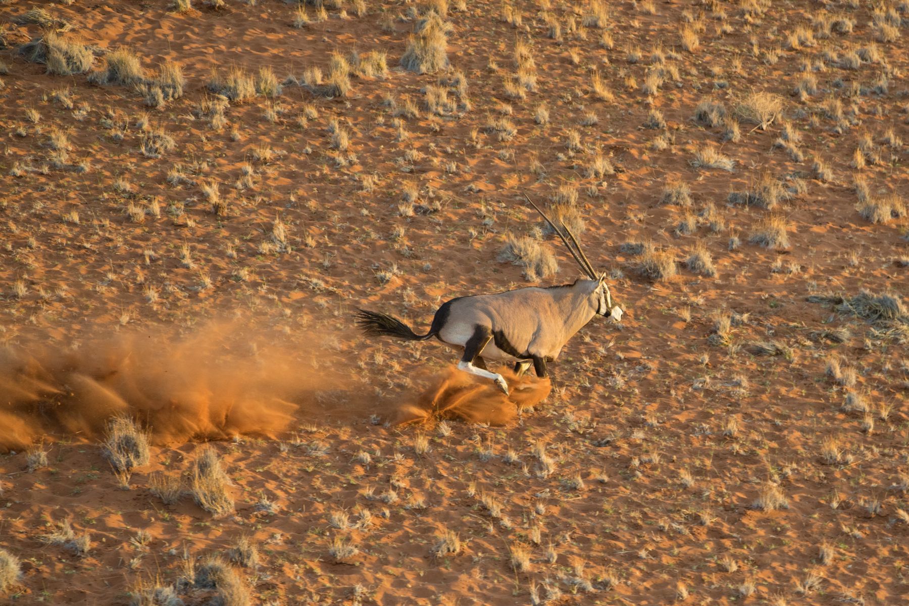 Photography of oryx on an aerial flight during our Namibia wildlife photography tour