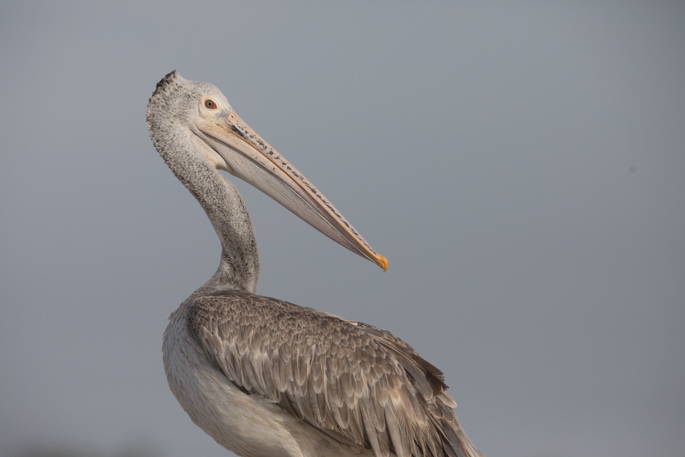 Portrait of a Spot-billed Pelican near Yala