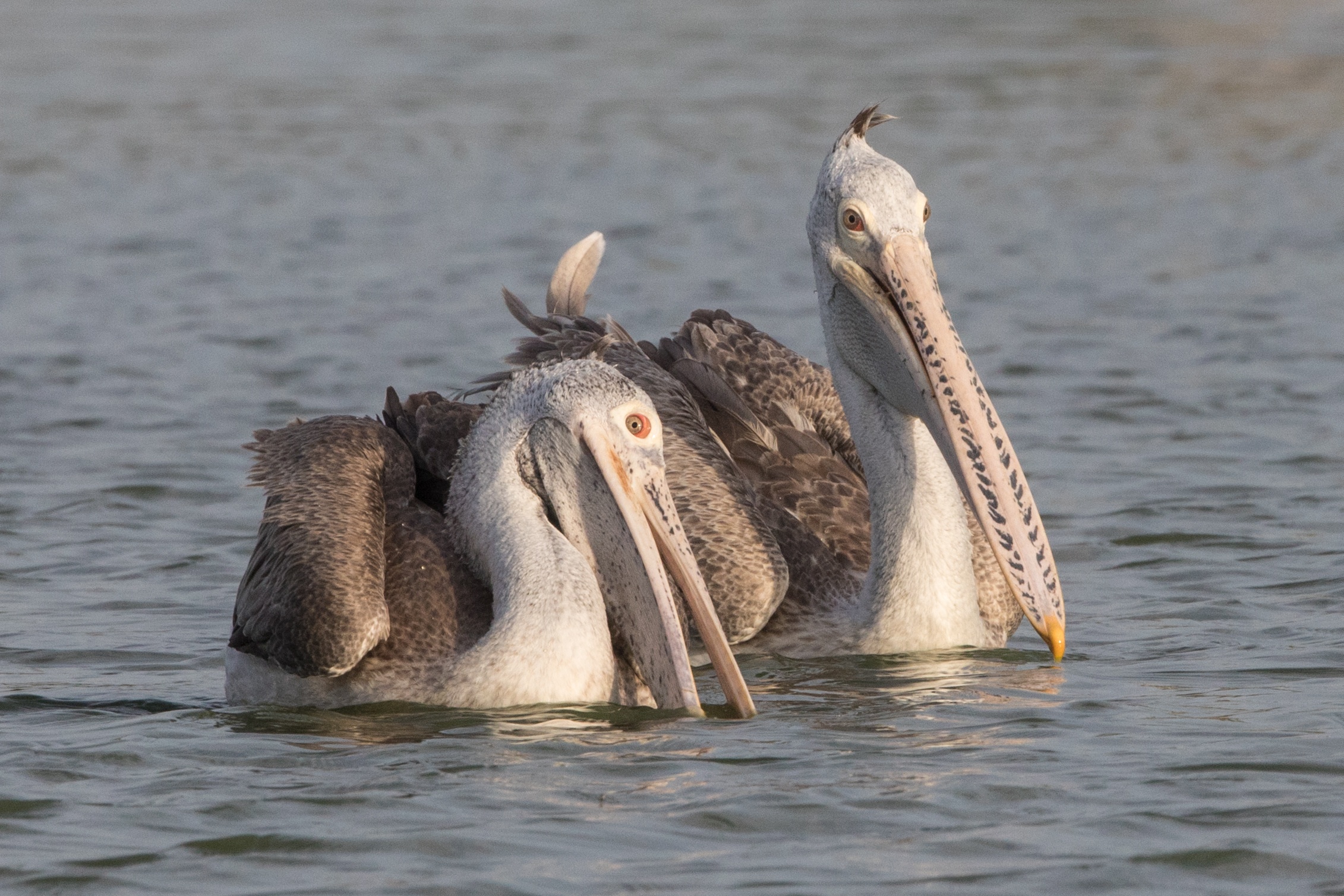 Spot-billed Pelican pair fishing near Yala