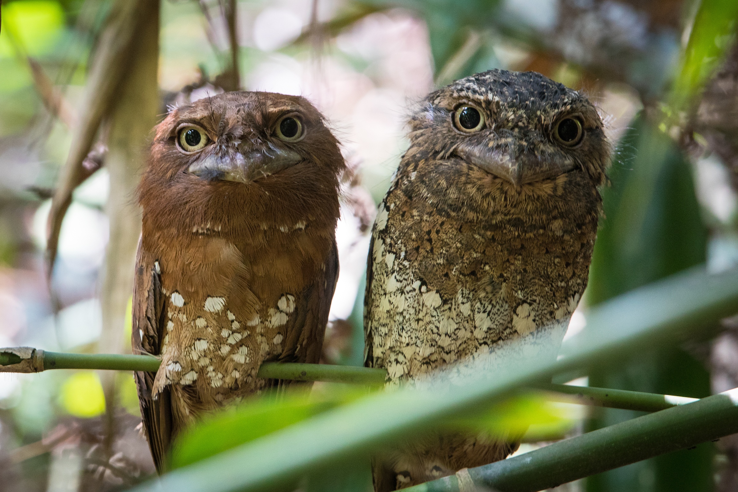Tiny Sri Lankan Frogmouths sometimes look like dead leaves at first glance.