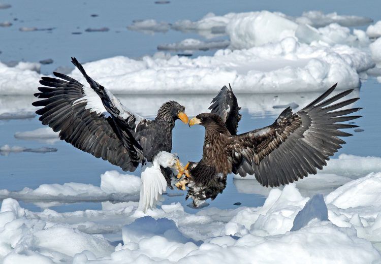 A pair of Steller's Sea Eagles go head to head in Hokkaido, Japan! Photography tours by Pete Morris