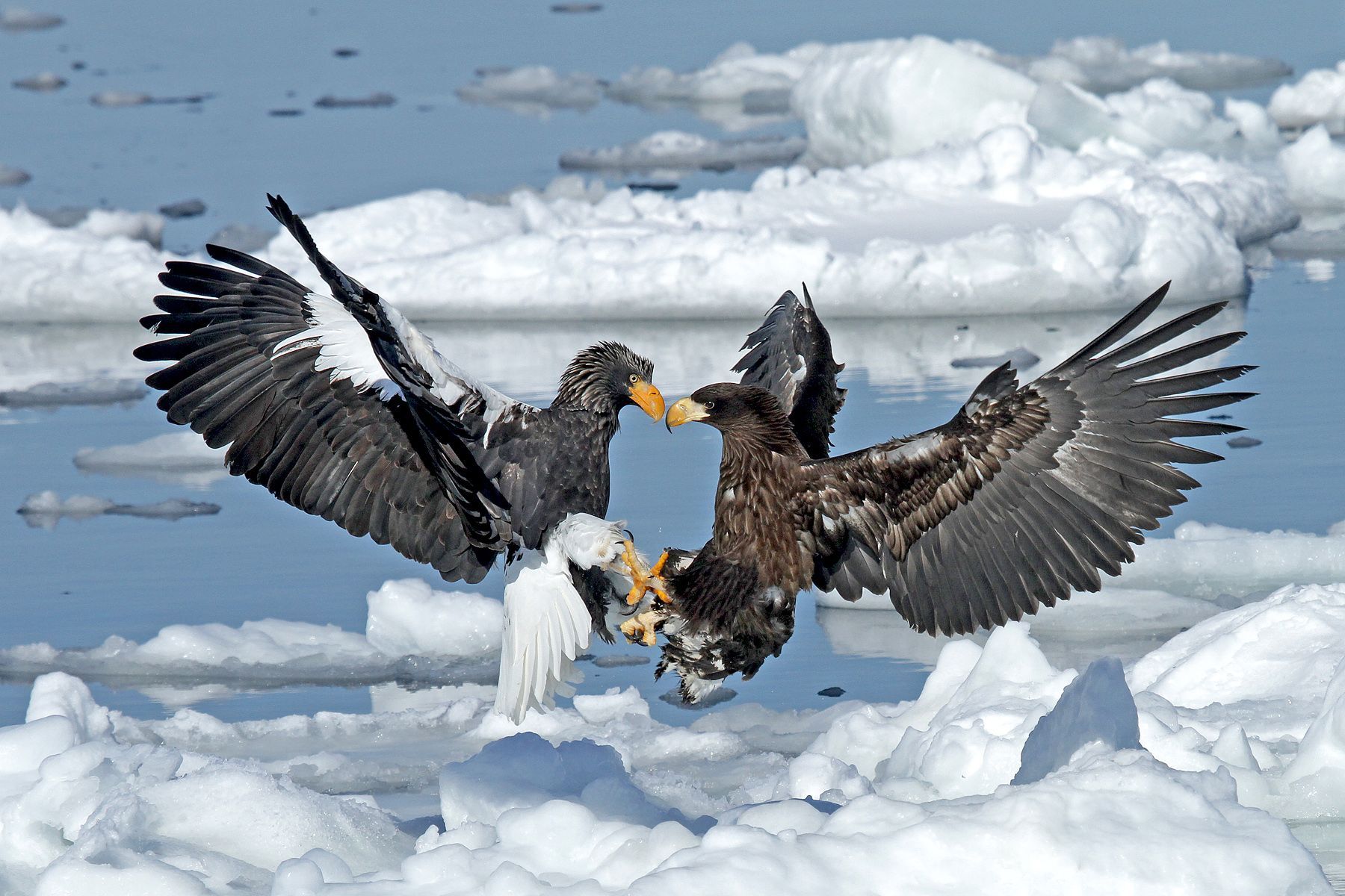 A pair of Steller's Sea Eagles go head to head in Hokkaido, Japan! Photography tours by Pete Morris