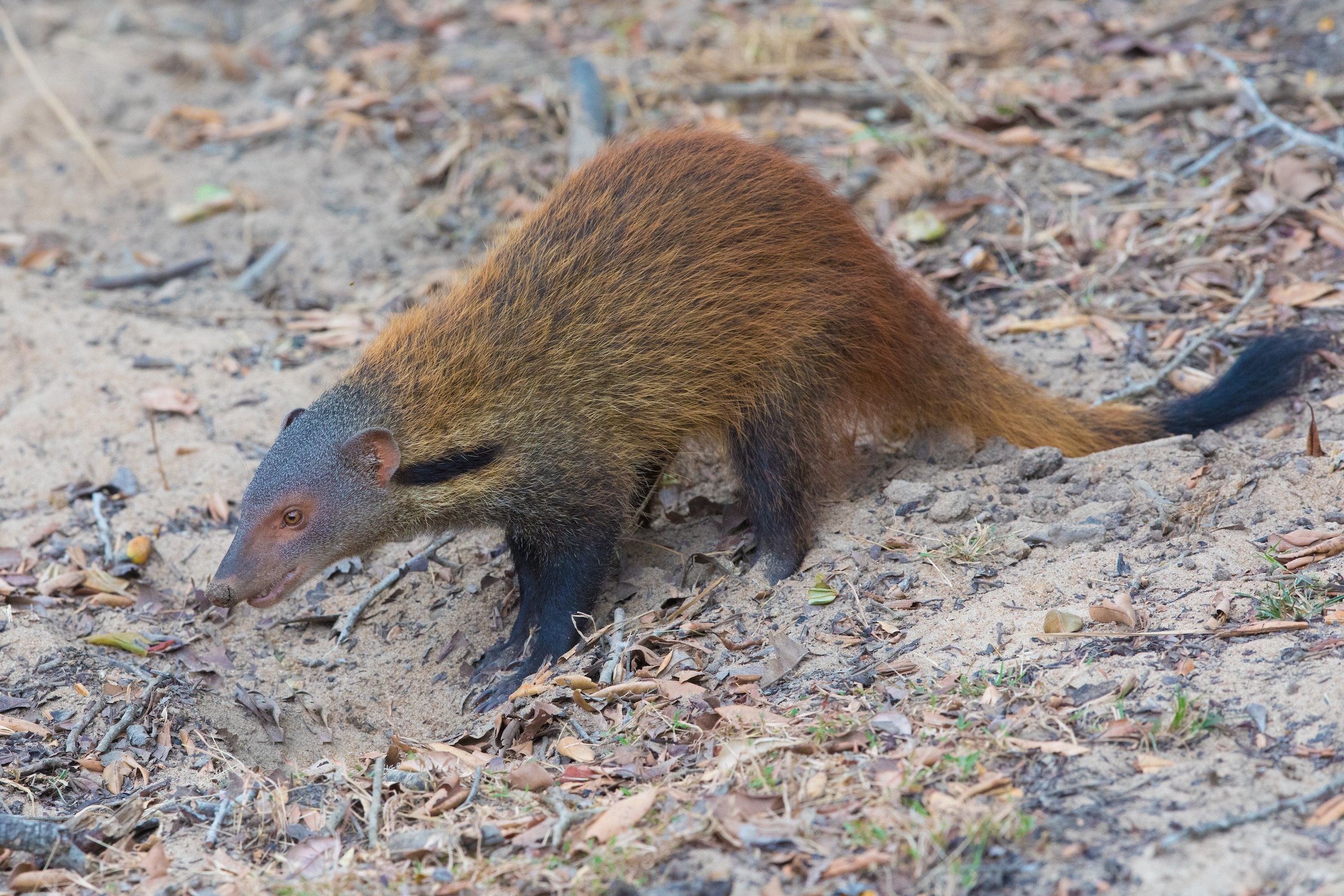 Stripe-necked Mongoose wanders the forest floor of Yala