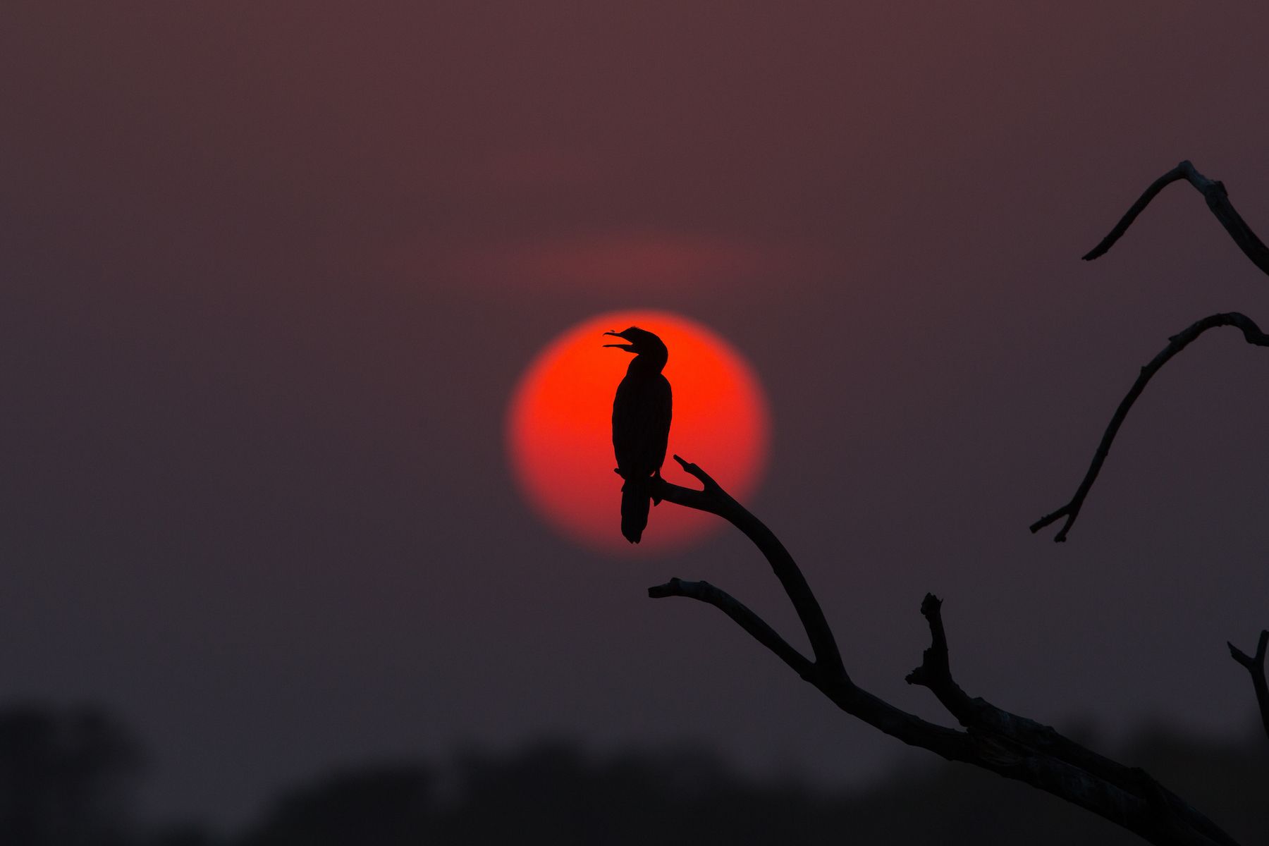 A Little Cormorant watching the sunset at Tadoba, India by Inger Vandyke