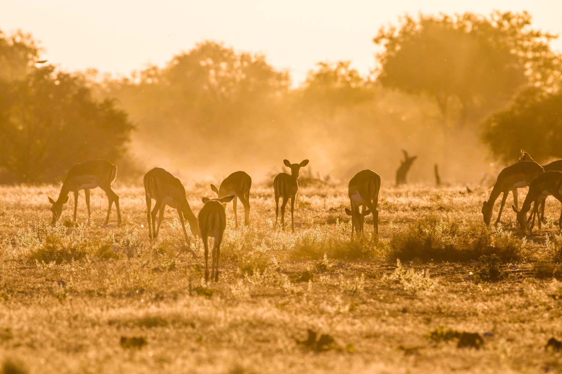 Sometimes the dust and light create incredible silhouette photography opportunities in Etosha