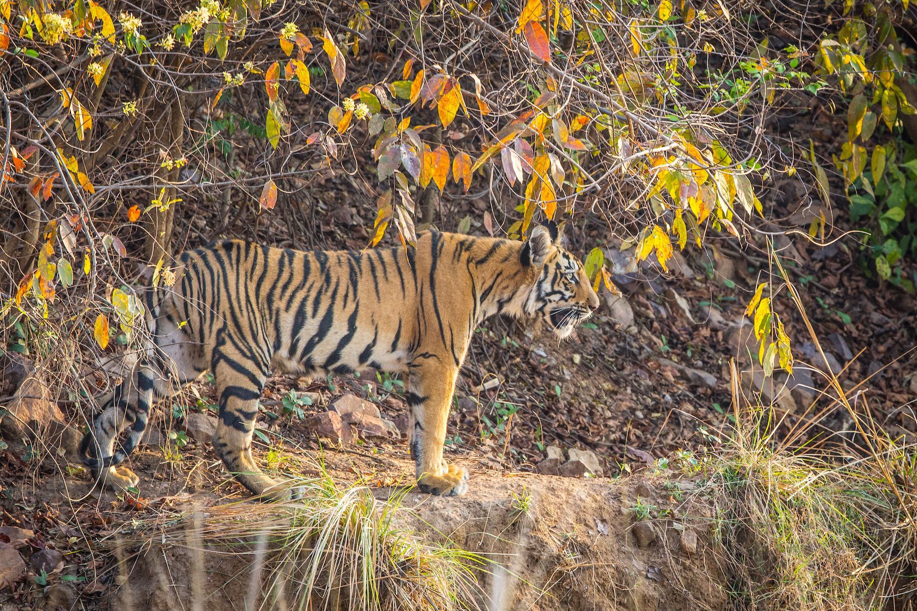 A Tiger wanders down to a waterhole in Tadoba Andhari Tiger Reserve in India