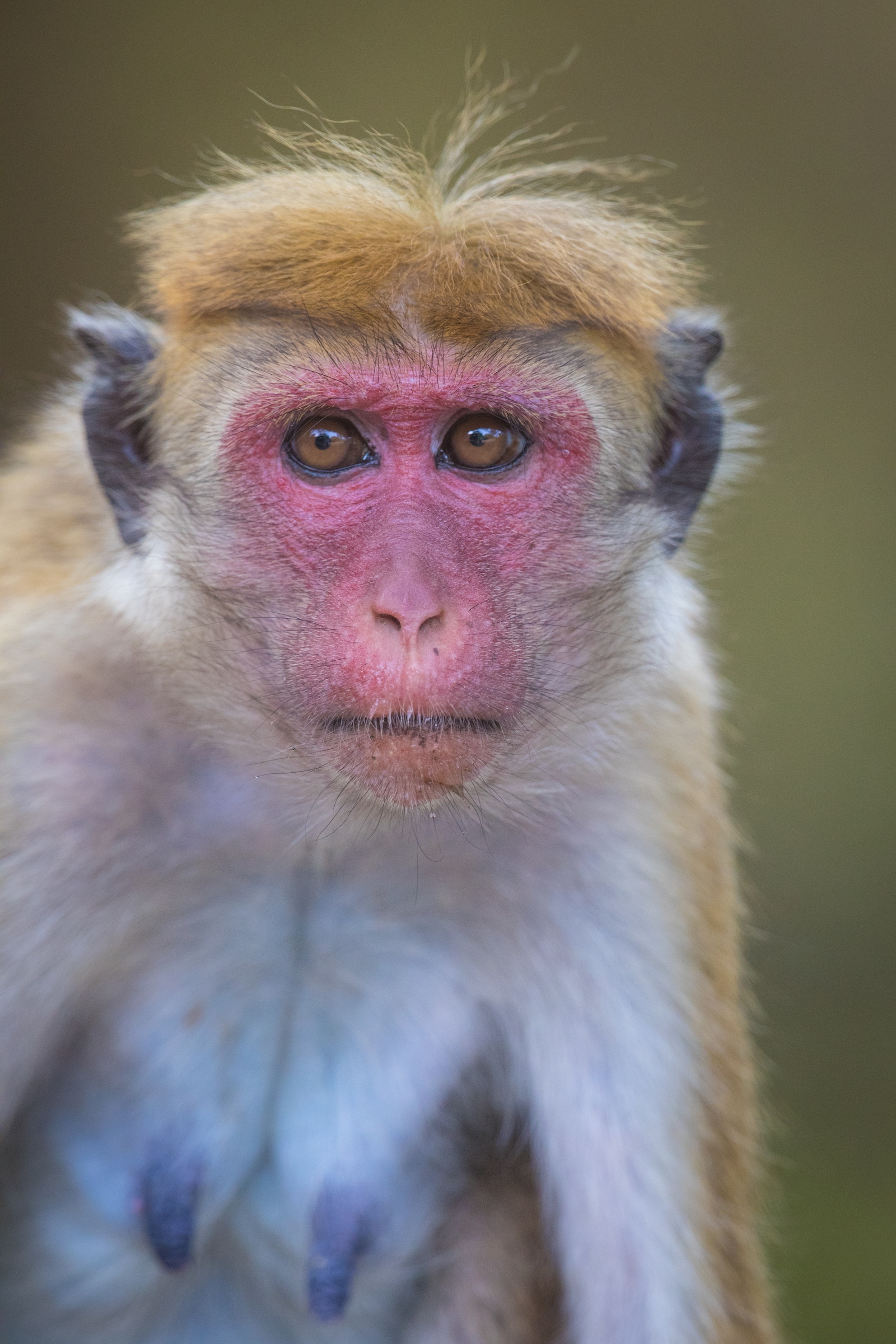 Portrait of a Toque Macaque