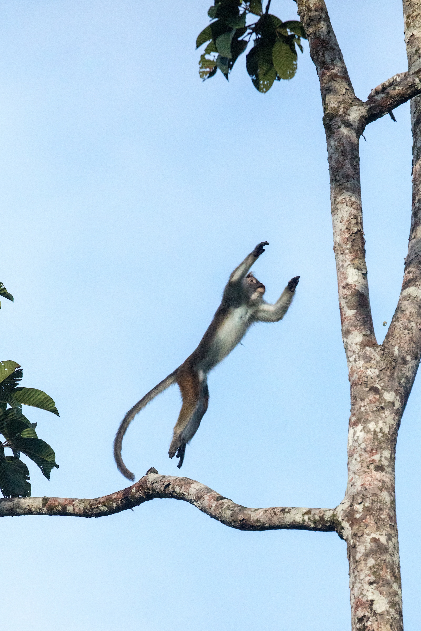 A wild Toque Macaque jumps through the canopy of Sinharaja