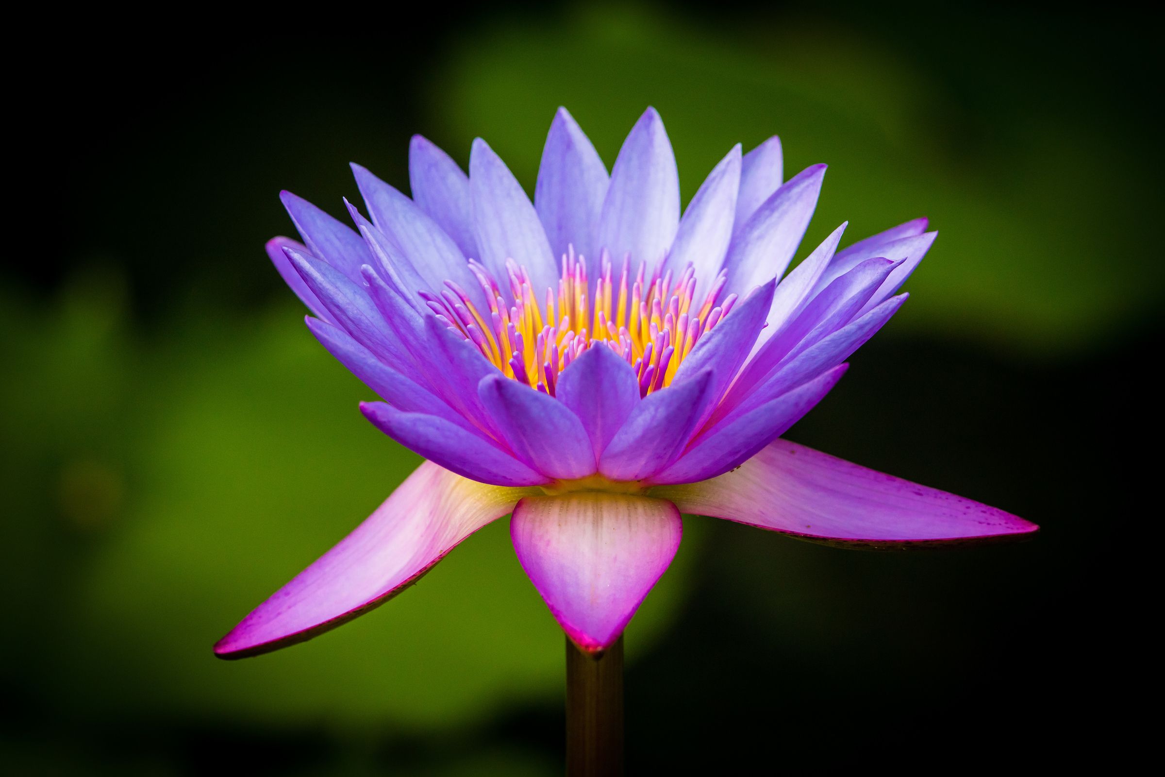 Sri Lanka Blue Lily is the national flower of Sri Lanka