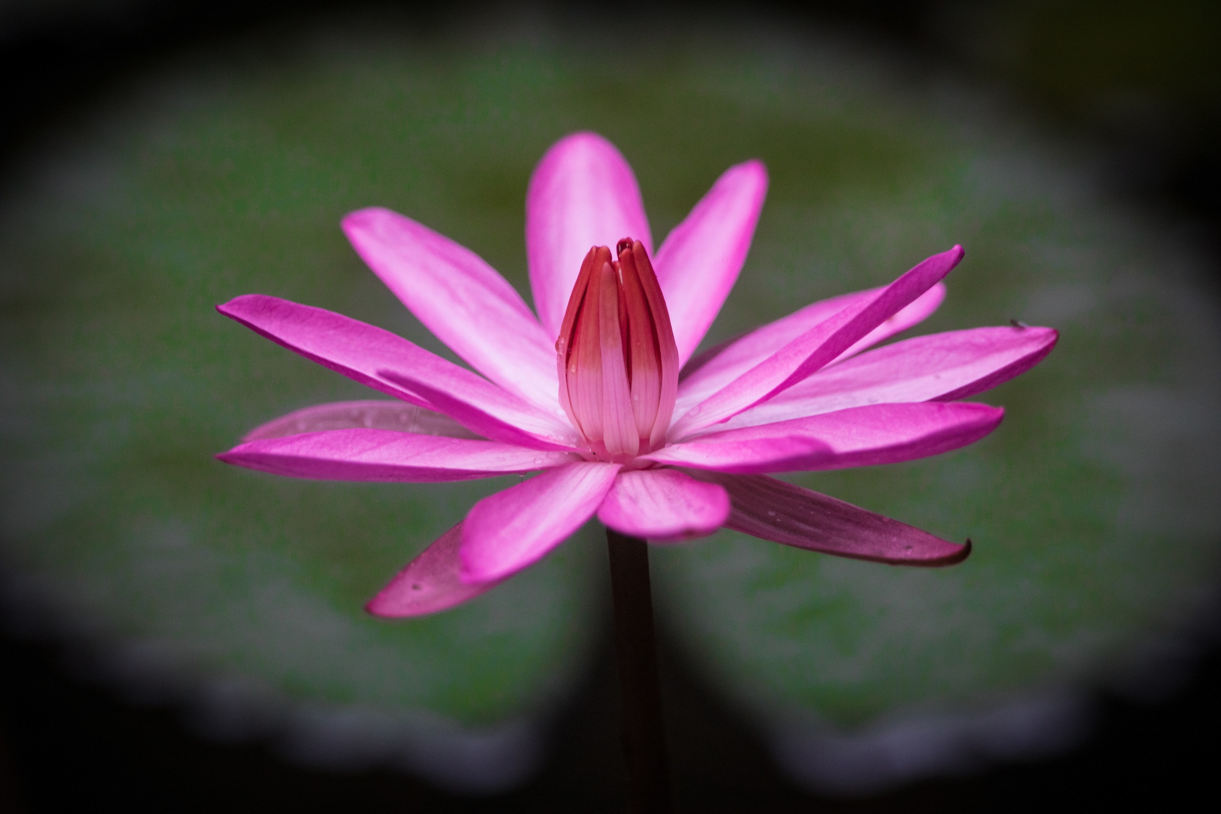 Pretty pink waterlilies are beautiful to photograph in Sri Lanka