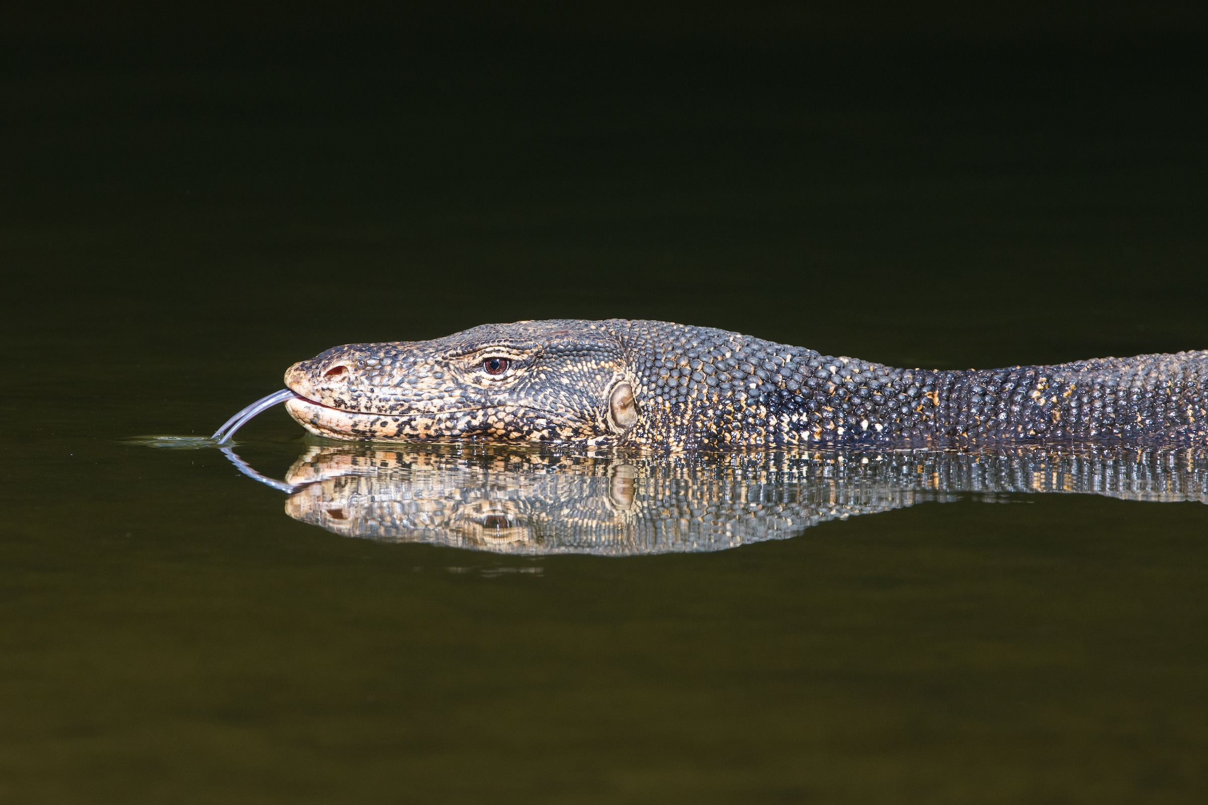 Water Monitor reflection in Sri Lanka