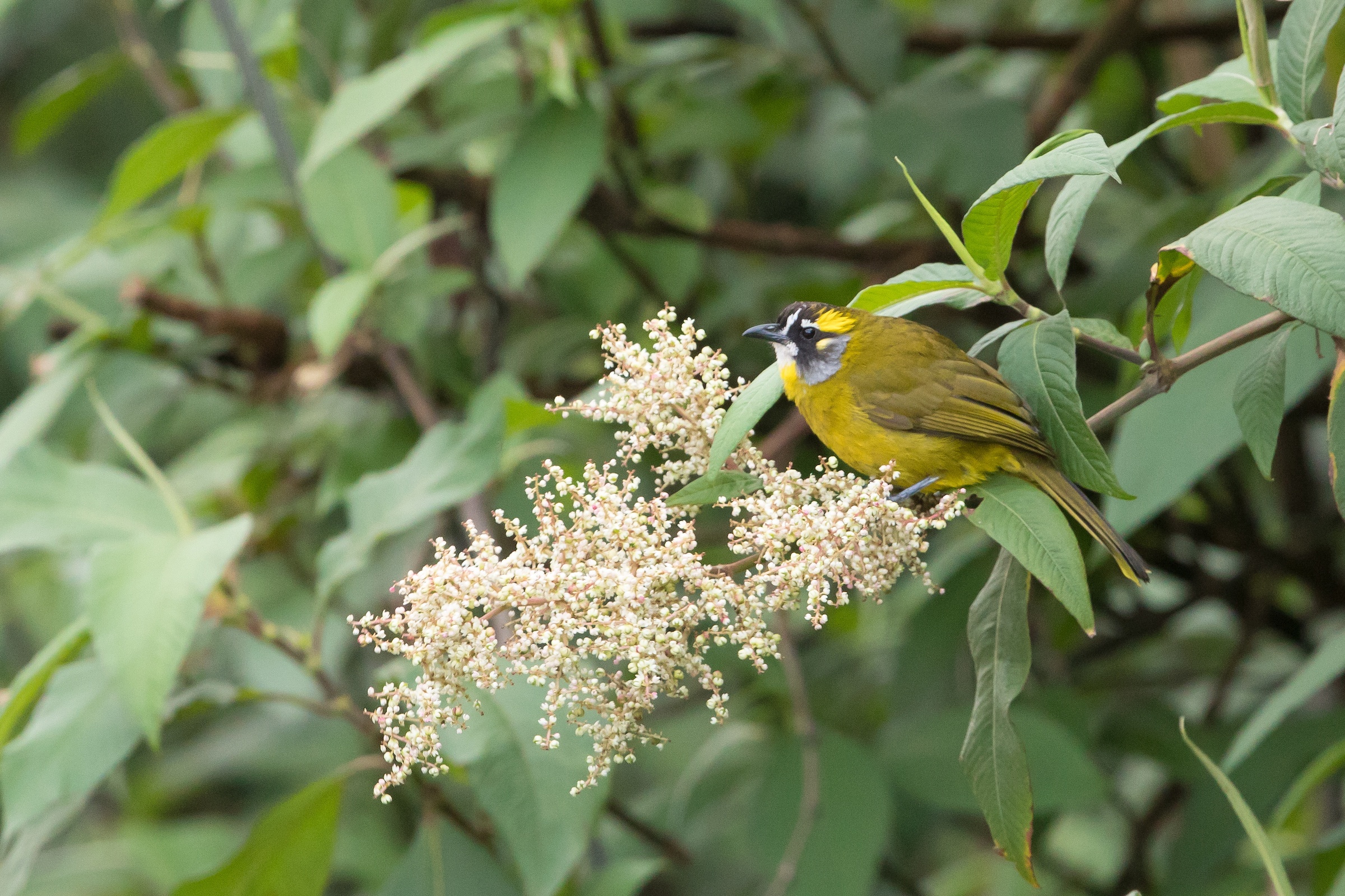 Yellow-eared Bulbul on blossoms in Sri Lanka