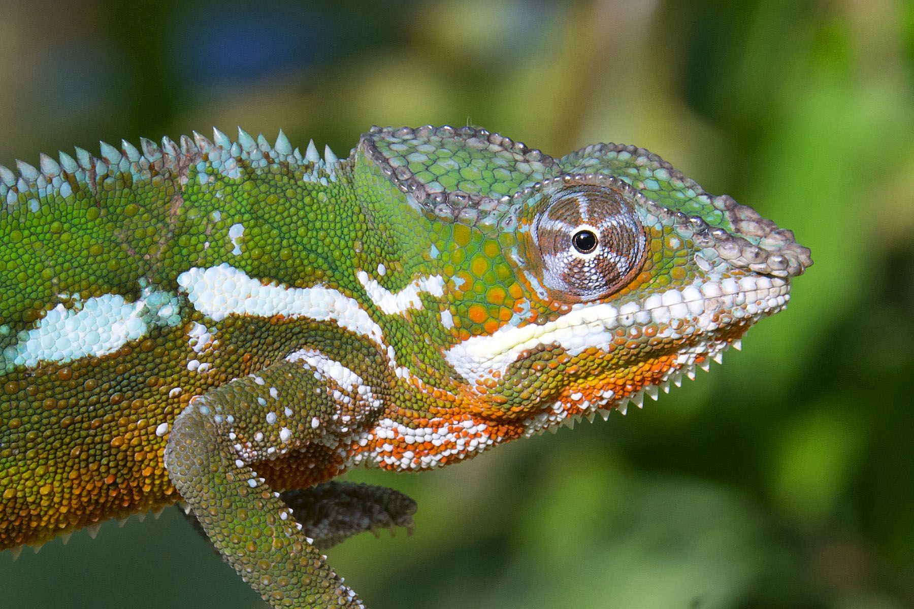 Panther Chameleon on a Madagascar photography tour with Dani Velasco