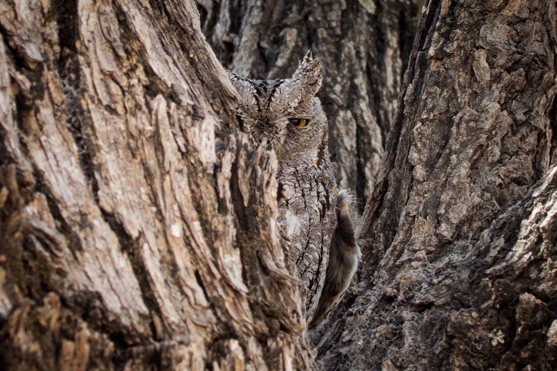 An African Scops Owl peeps in a mopane tree during our wildlife photography tour of Namibia