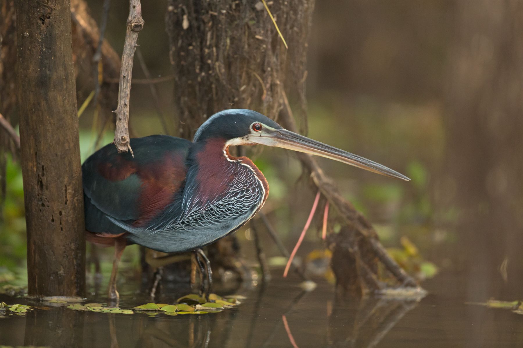 The secretive Agami Heron loves quiet Pantanal backwaters