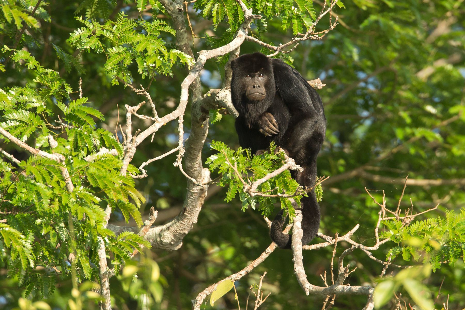 Their low, growling hoots are amazingly far-carrying