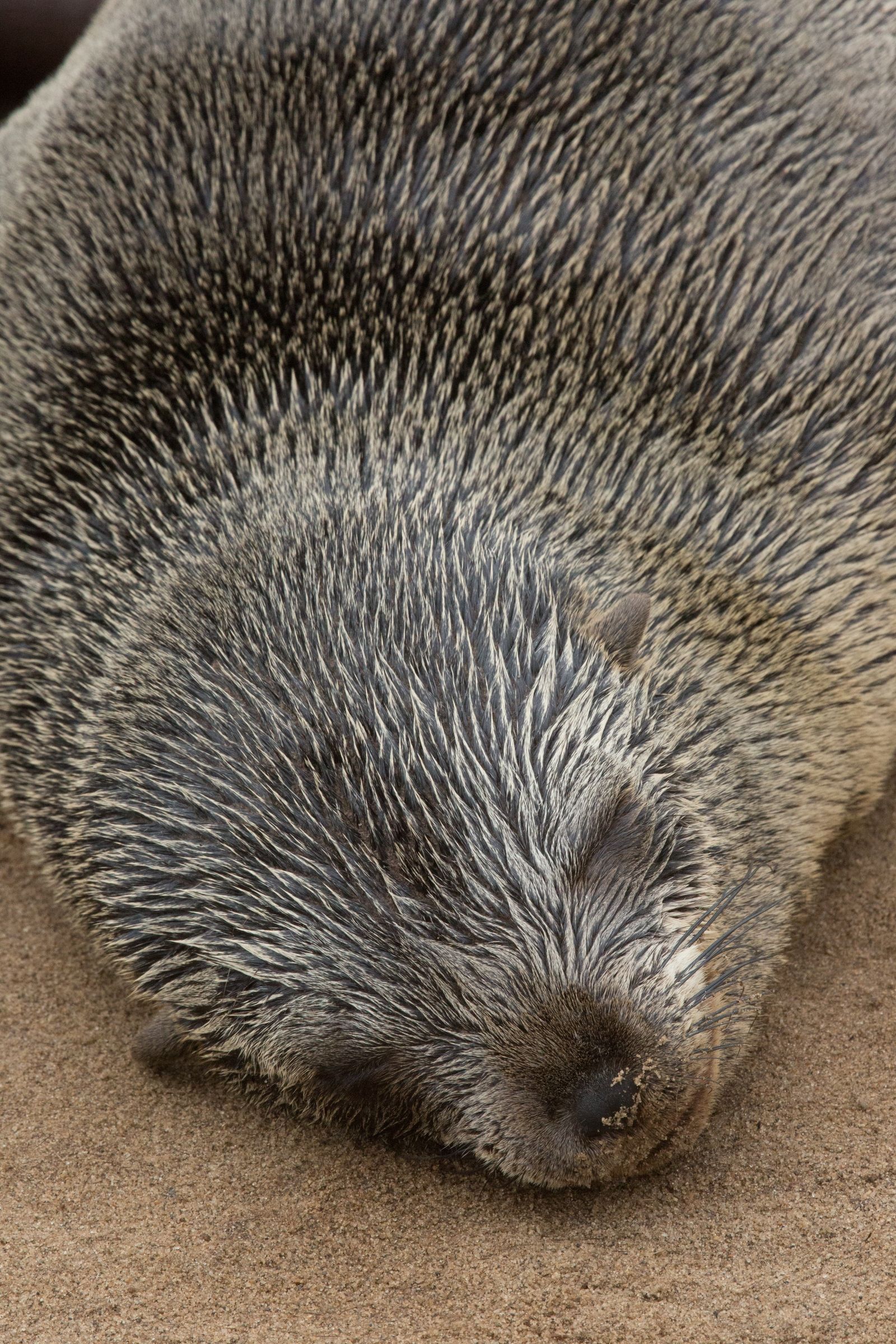 A sleeping Cape Fur Seal during our wildlife photography tour of Namibia