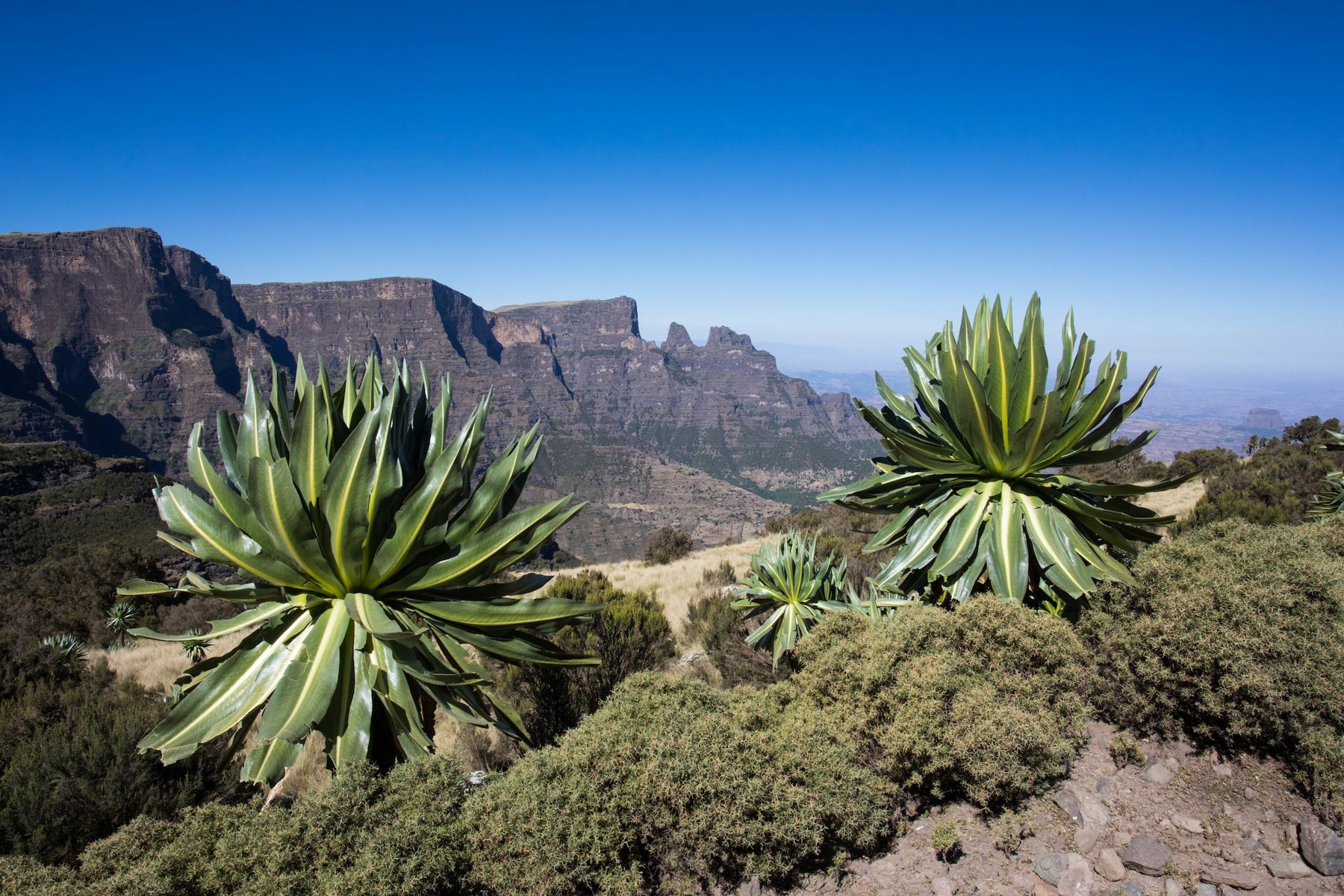 It is not just the wildlife that is unusual in Simien. Giant Lobelias near Chenek