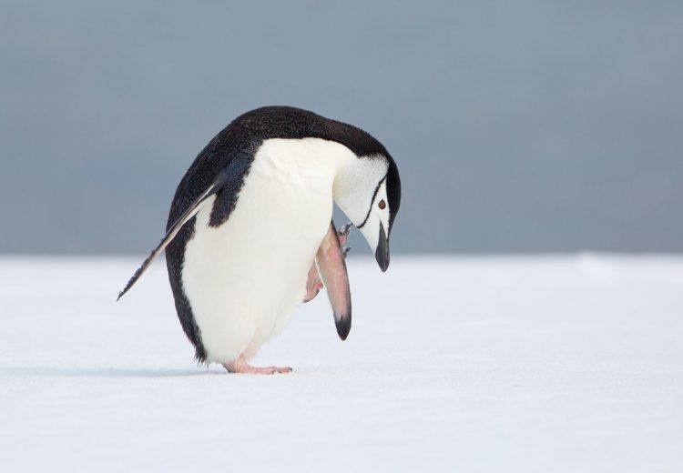 A Chinstrap Penguin has a scratch