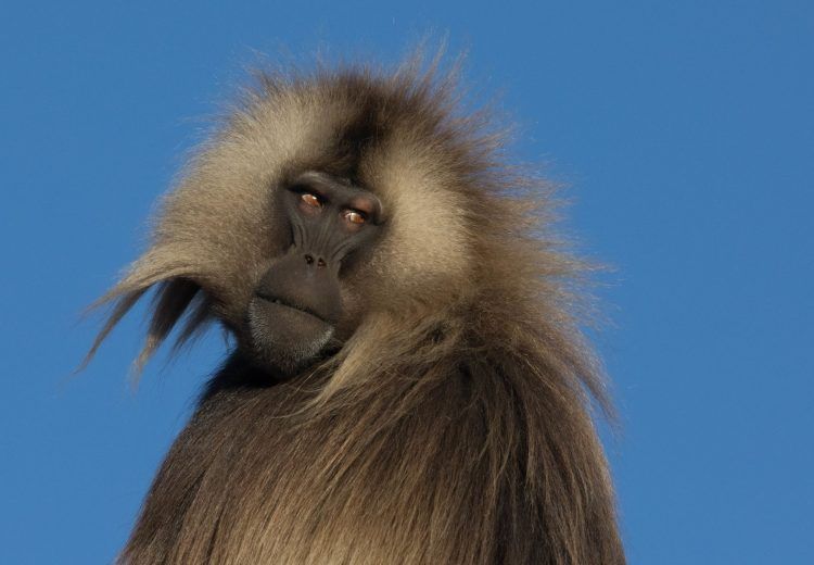 Gelada Baboon males are magnificent creatures and you can, with care, approach them very closely in the Simien on Ethiopia photography tours by Inger Vandyke