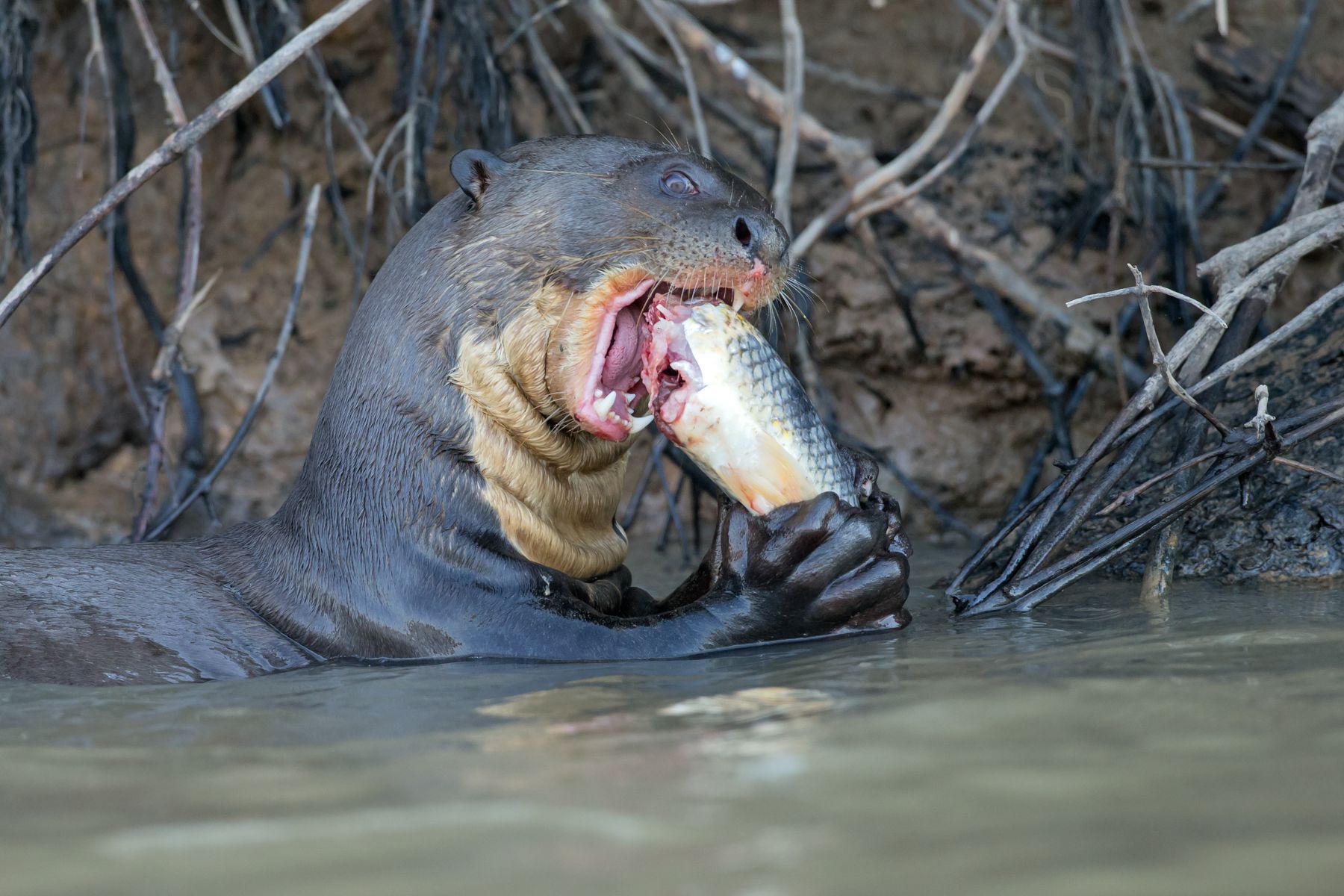 When a Giant Otter crunches down a fish one can hear the noise from 50 metres!
