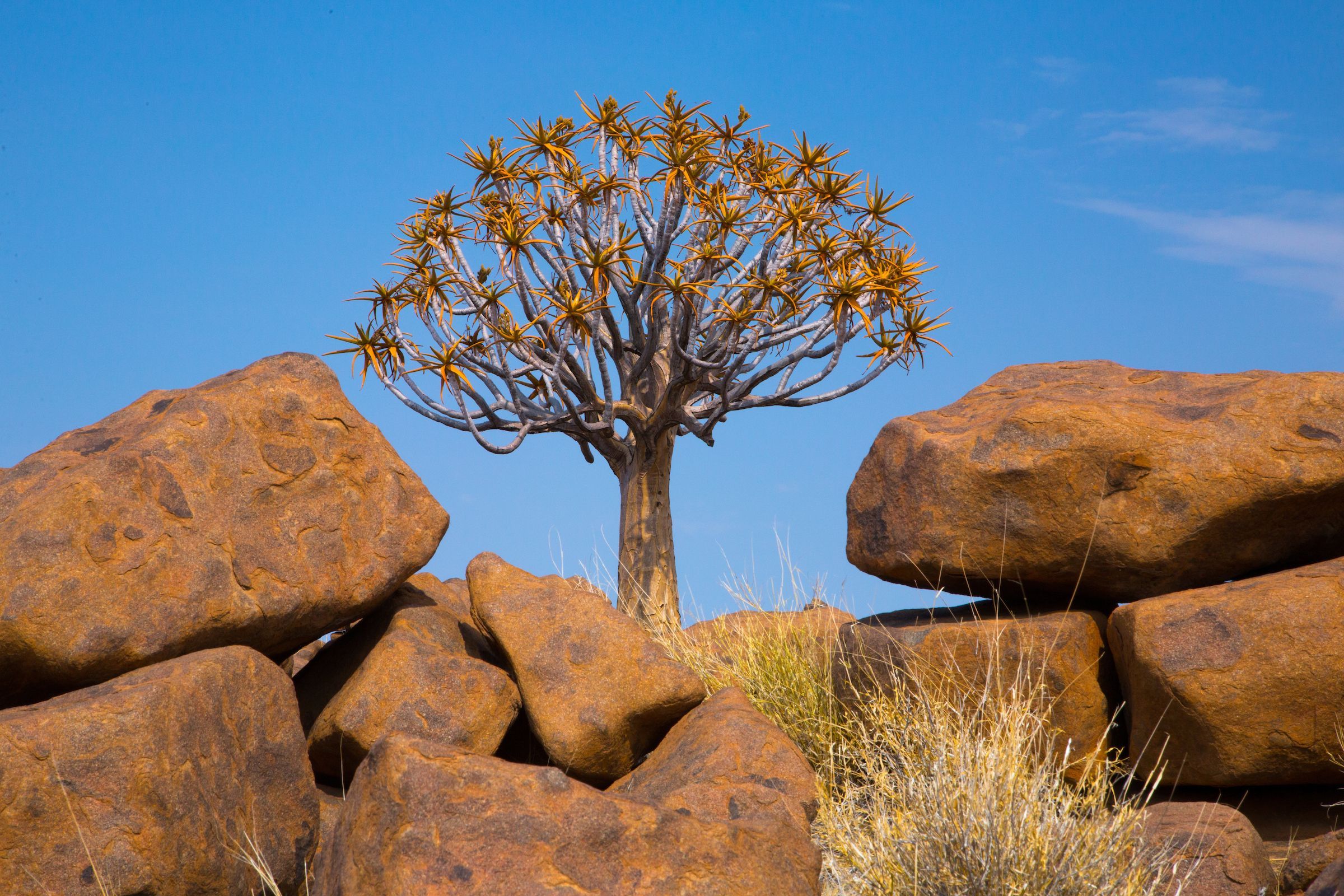 Quiver Tree in the Giant's Playground at Keetmanshoop, Namibia