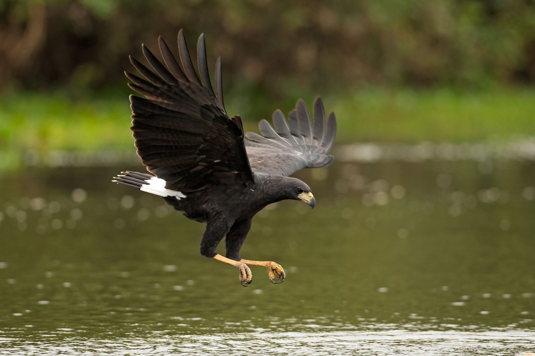 A Great Black Hawk swoops down to capture aquatic prey