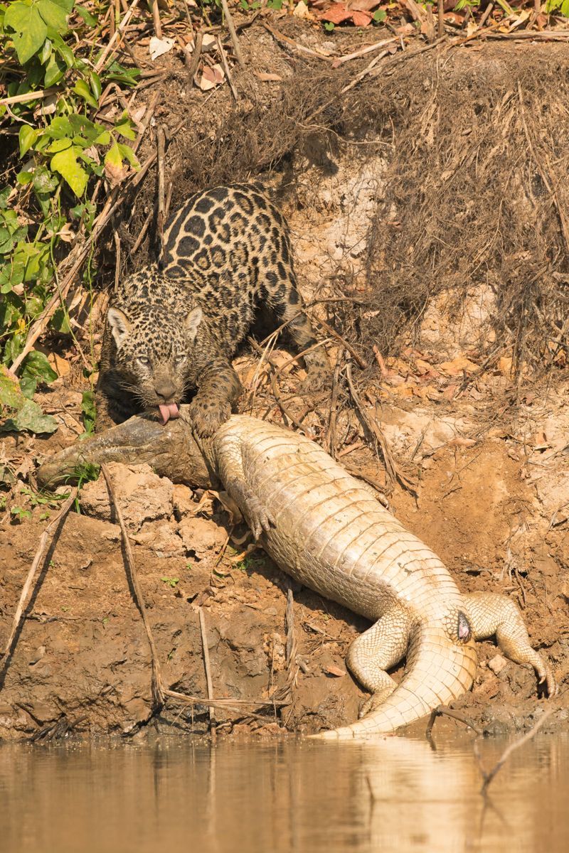 Some Pantanal Jaguars specialize in killing Caimans