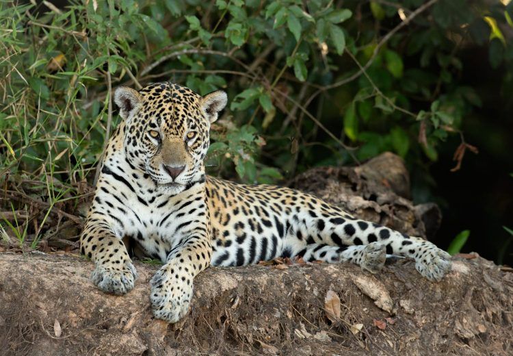 Jaguar in the Pantanal: Photography tours by Mike Watson