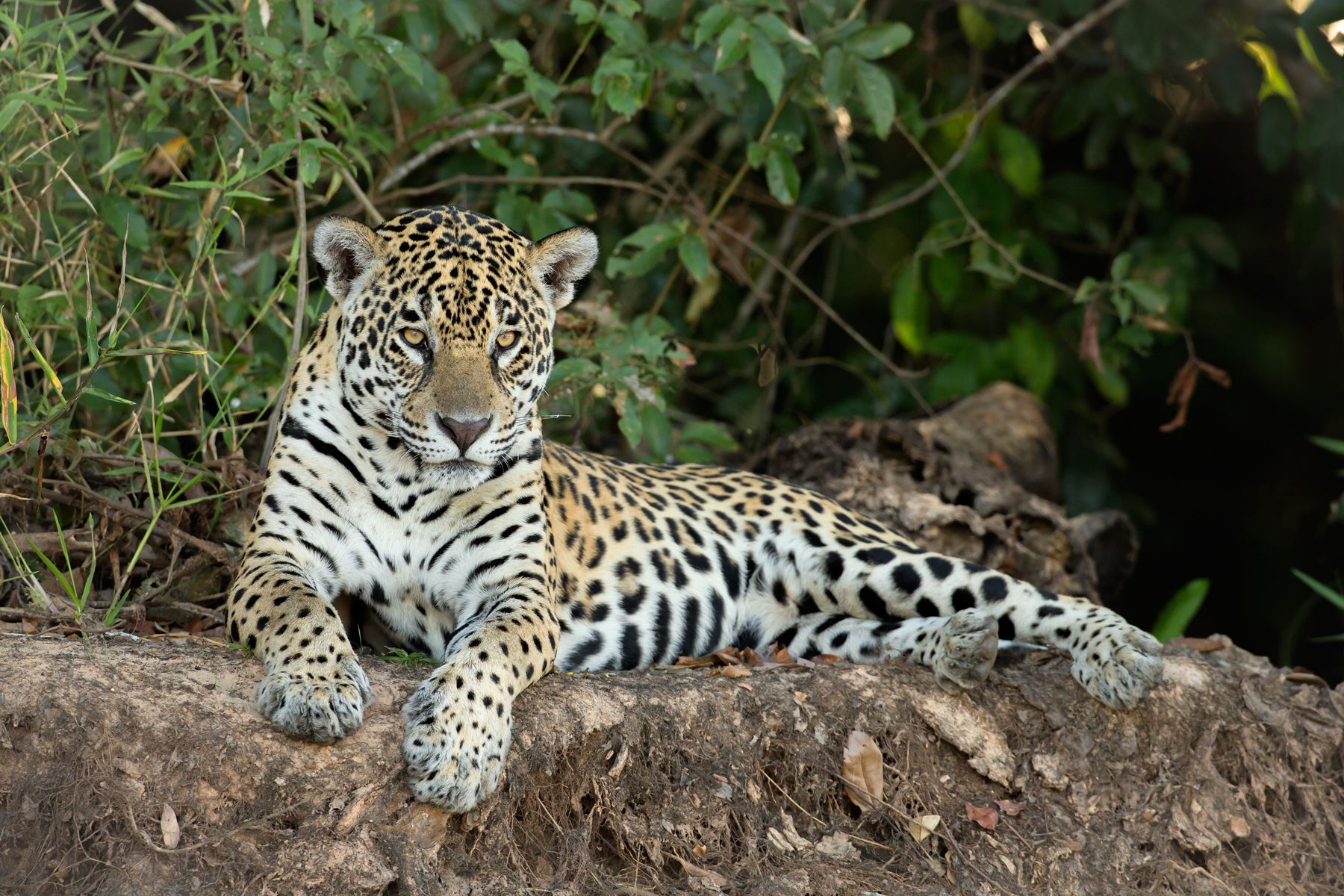 Jaguar in the Pantanal: Photography tours by Mike Watson