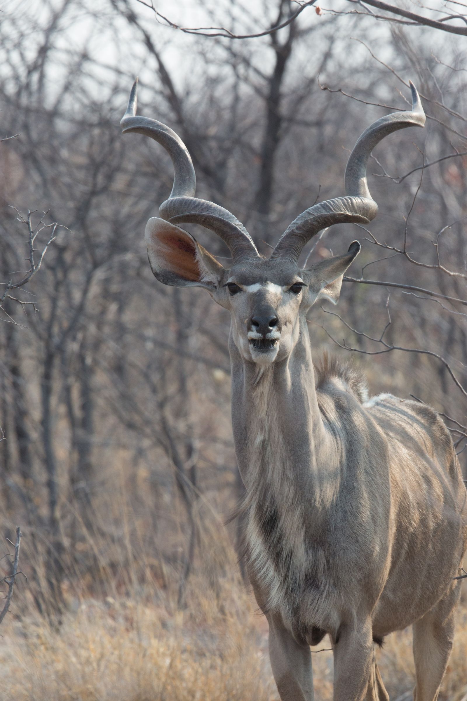 Portrait of an old male Kudu on our wildlife photography tour of Namibia