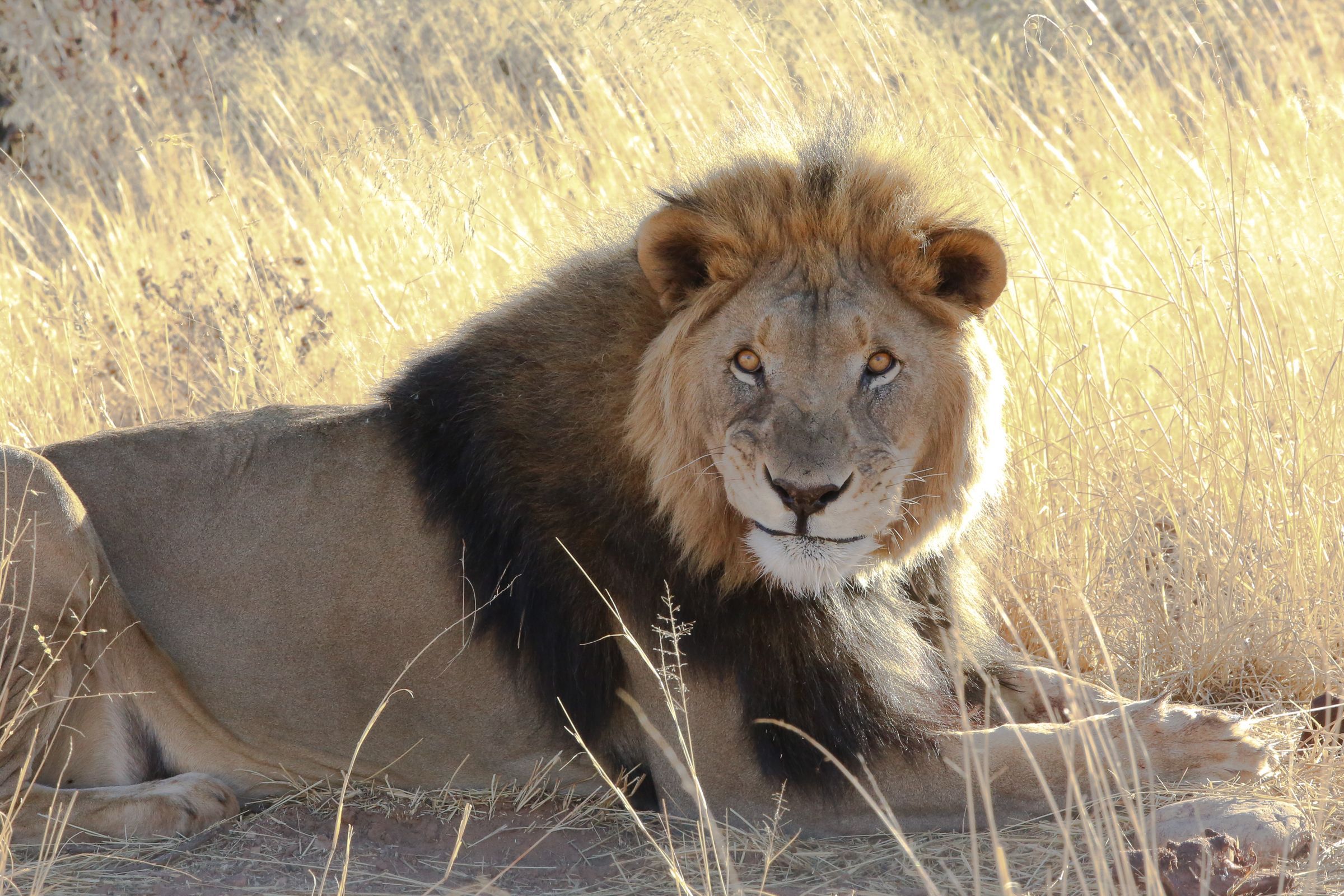 A young male lion on our Namibia wildlife photography tour