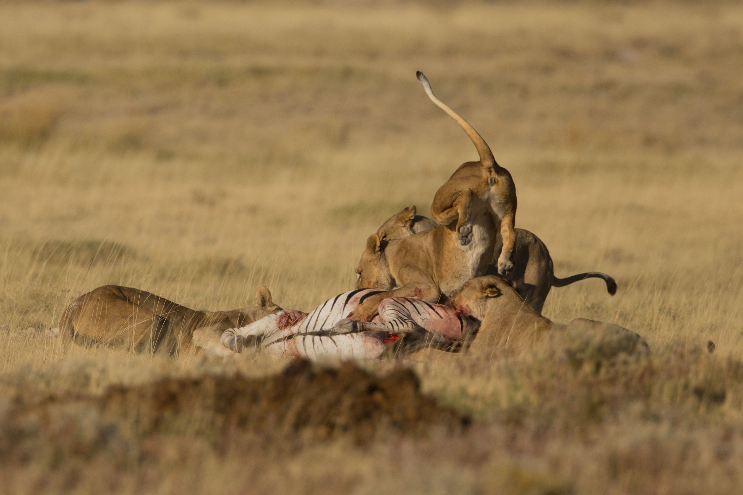 Lions hunting in Etosha on our wildlife photography tour of Namibia