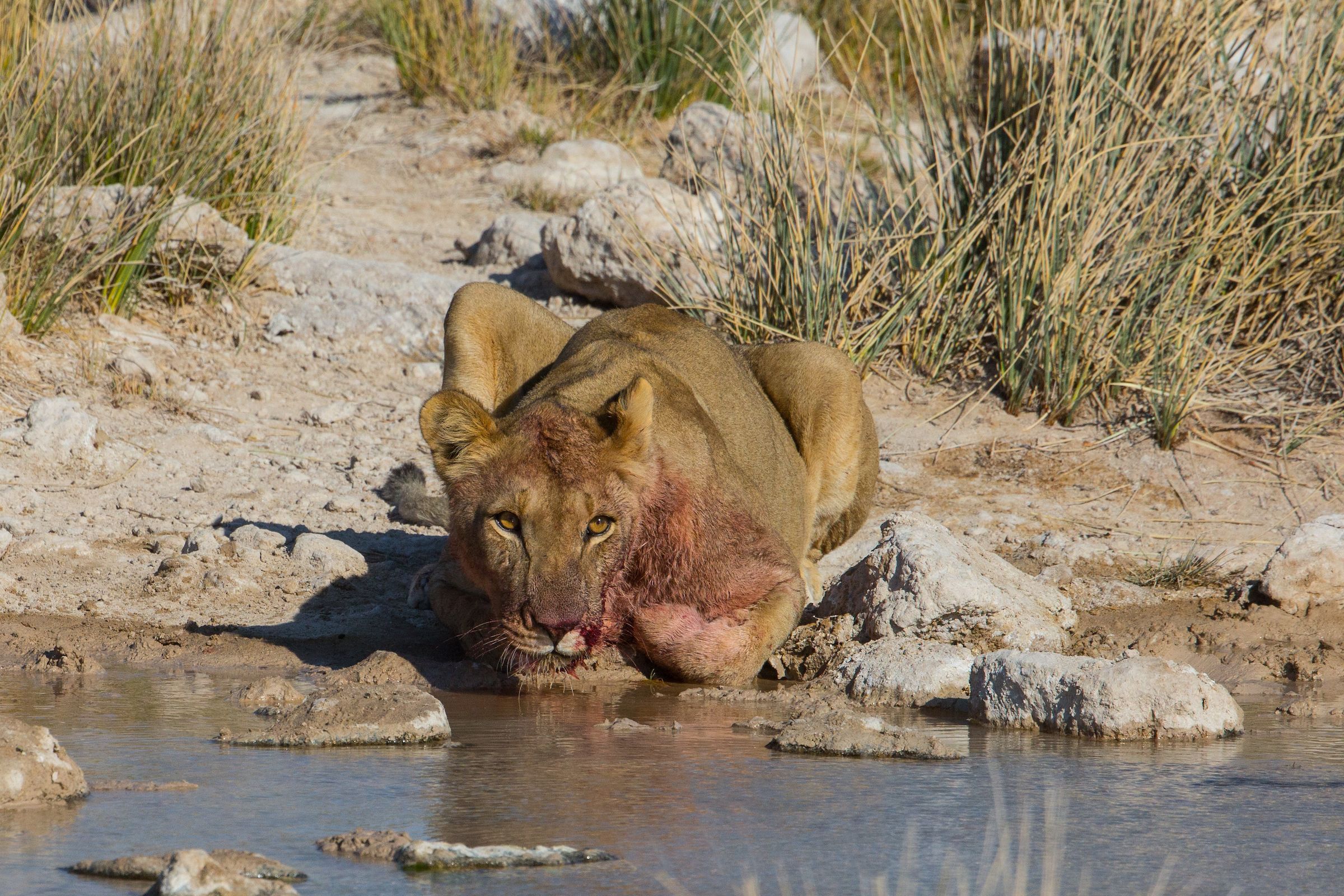 A Lioness drinking at a waterhole in Etosha, Namibia's premier safari location