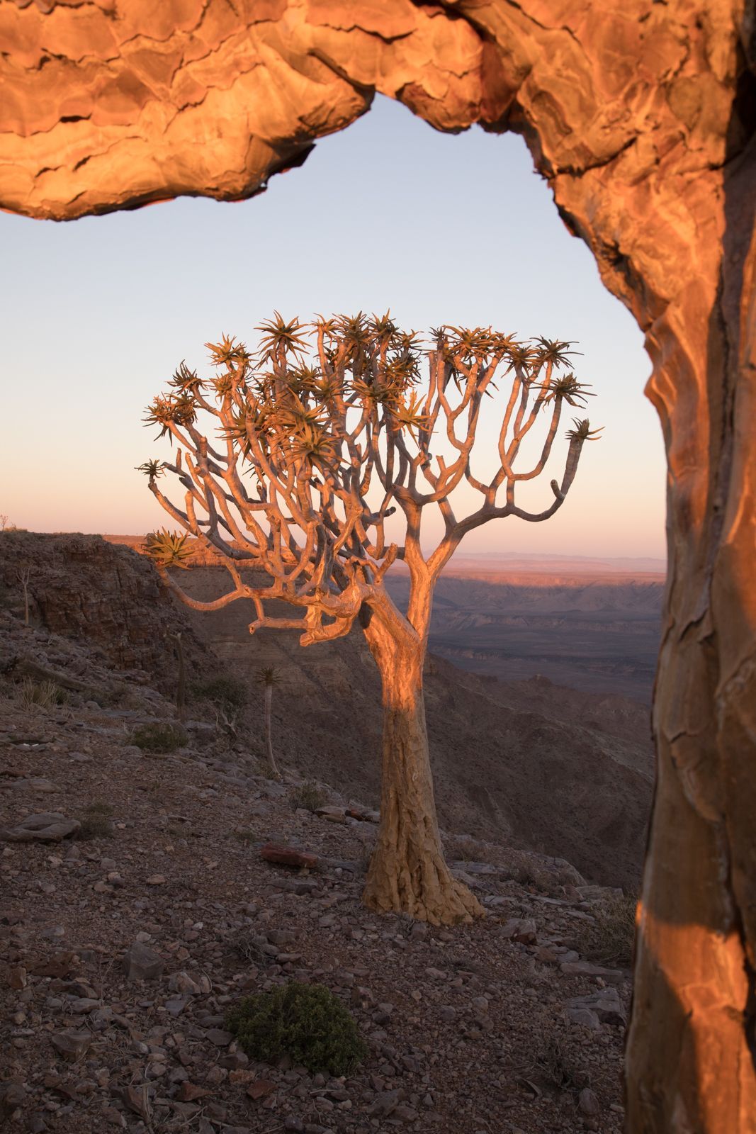 Sunset with the Quiver Trees on the edge of the world at Fish River Canyon