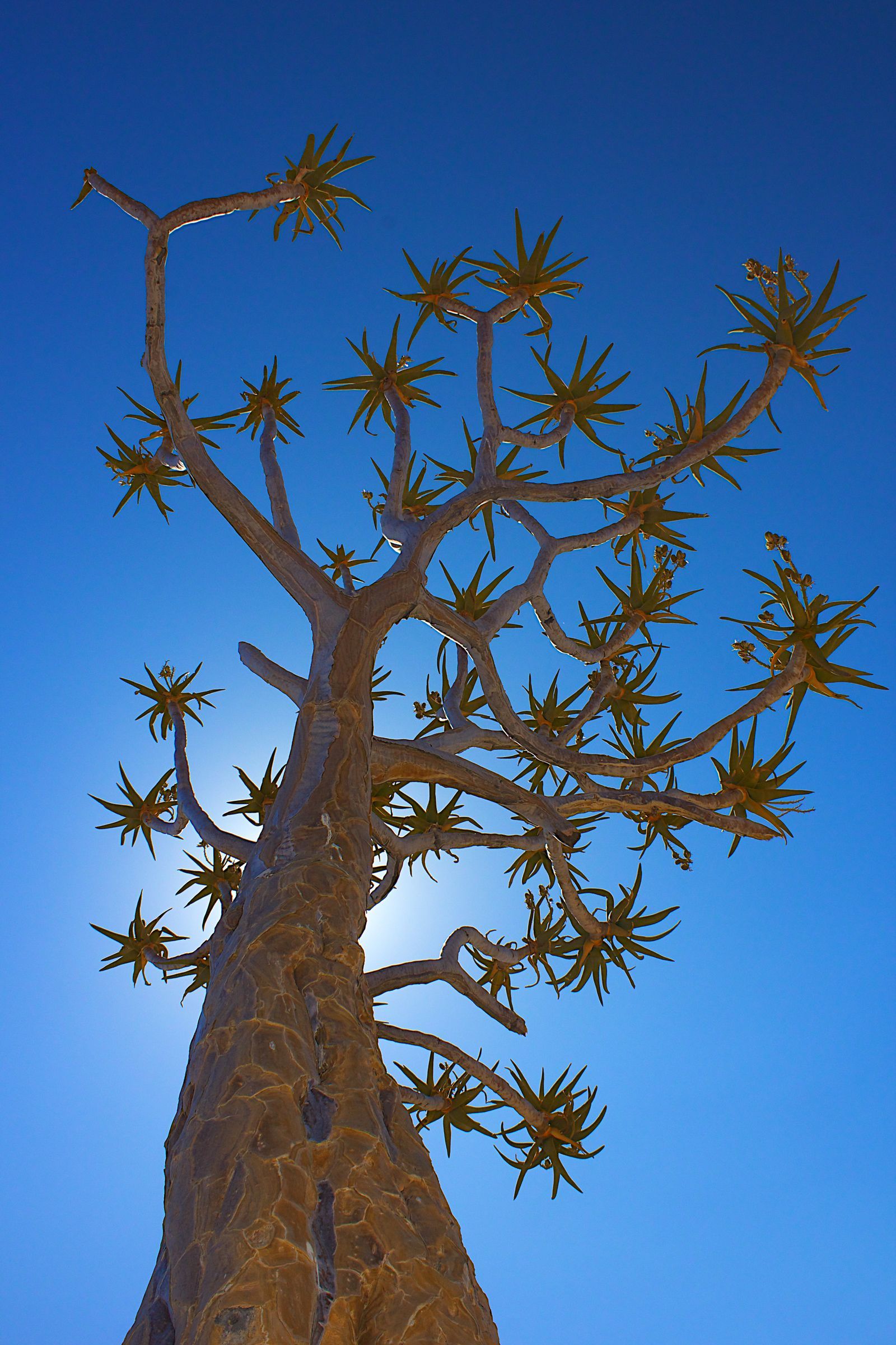 Namibia's iconic Quiver Trees are always great subjects on our photo tours