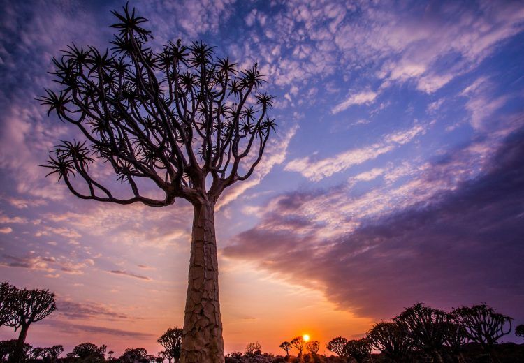 Be in the famous Quiver Tree Forest at sunrise during our Namibia photography tour
