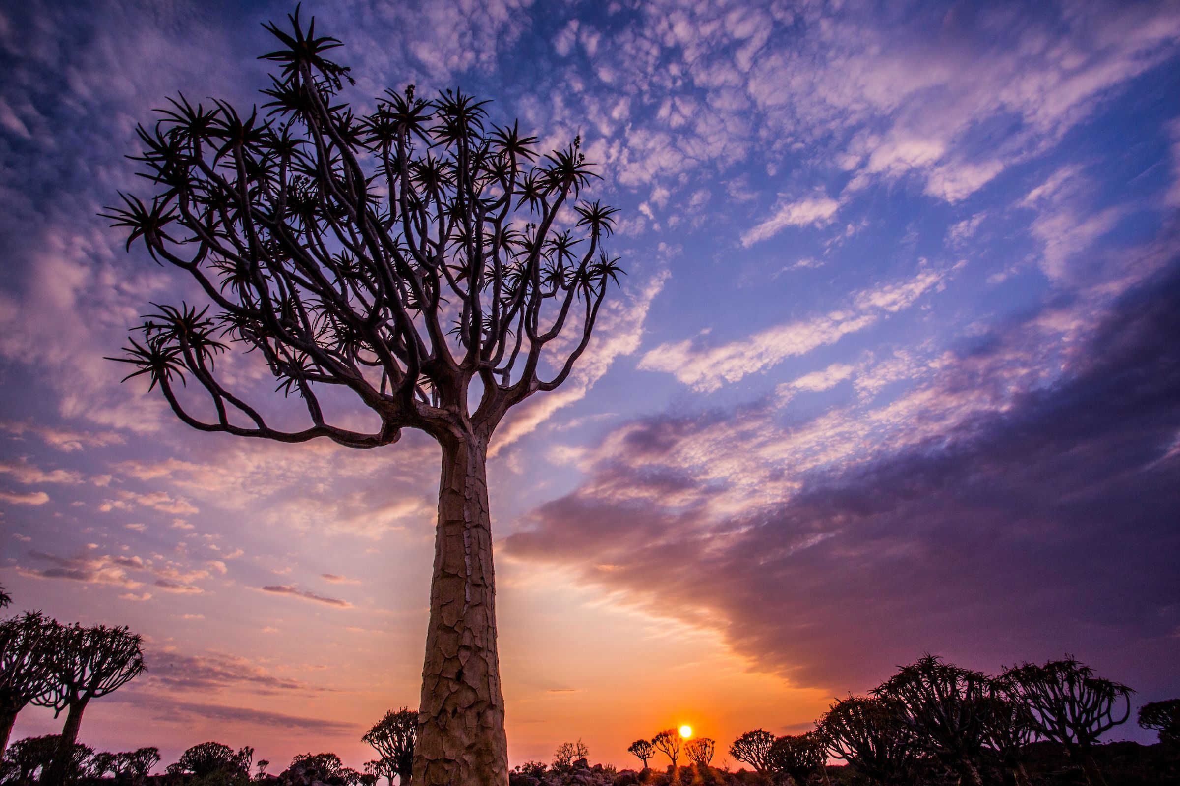 Be in the famous Quiver Tree Forest at sunrise during our Namibia photography tour