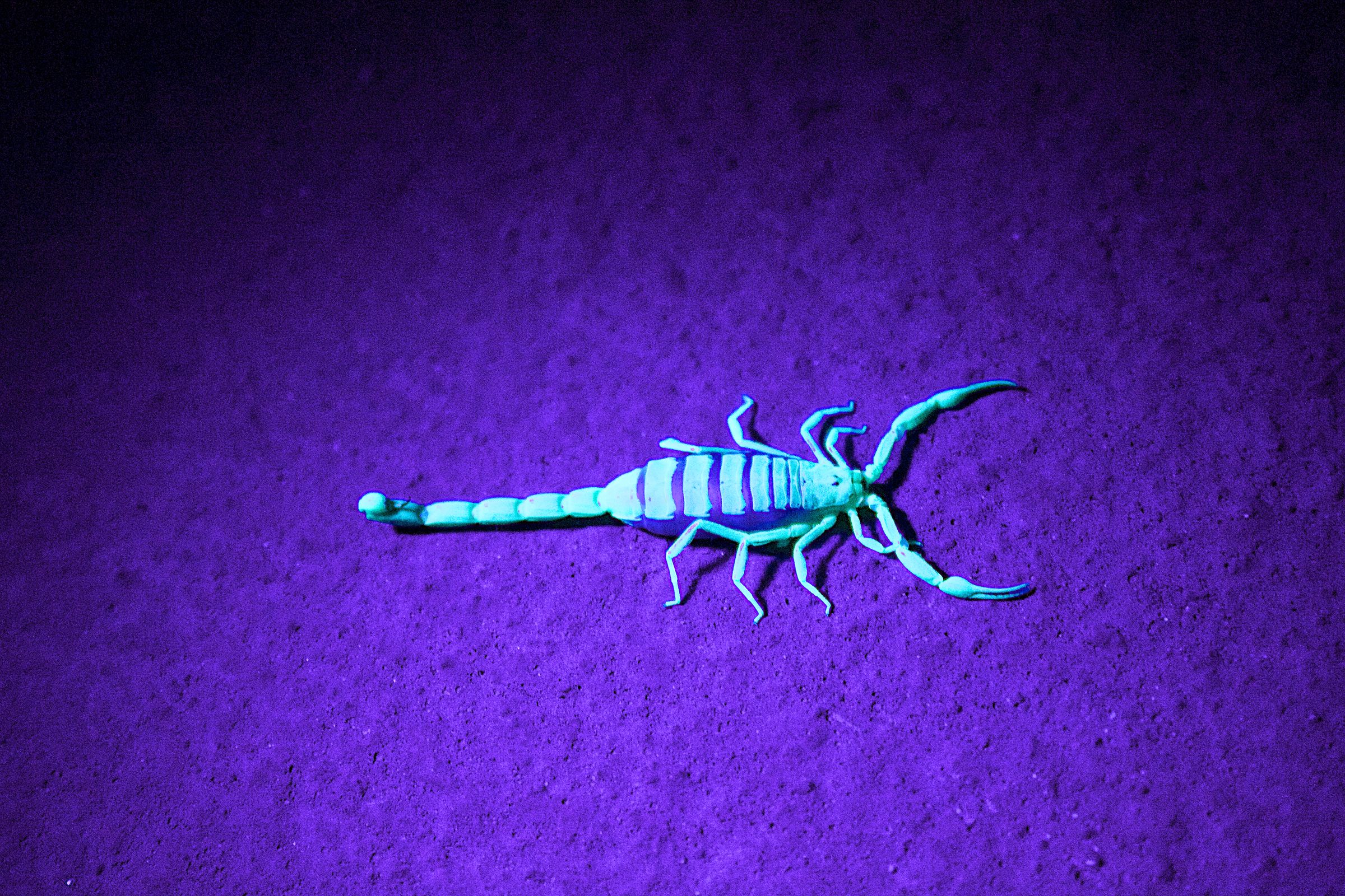 Namibia's pale scorpions fluoresce at night, making them wonderful wildlife photography tour subjects