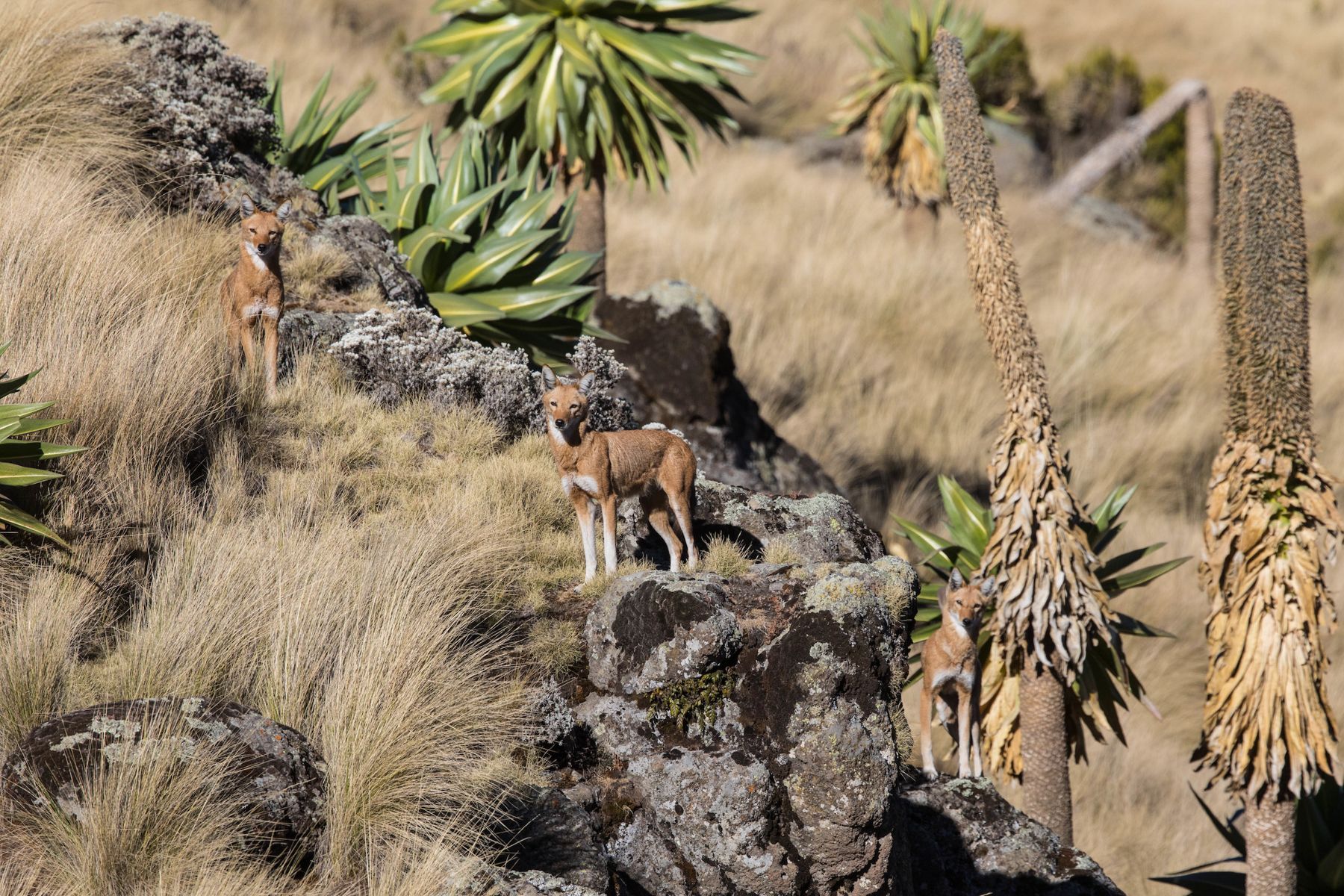 ethiopia-photography-tours-ethiopia-wildlife-photography-holidays