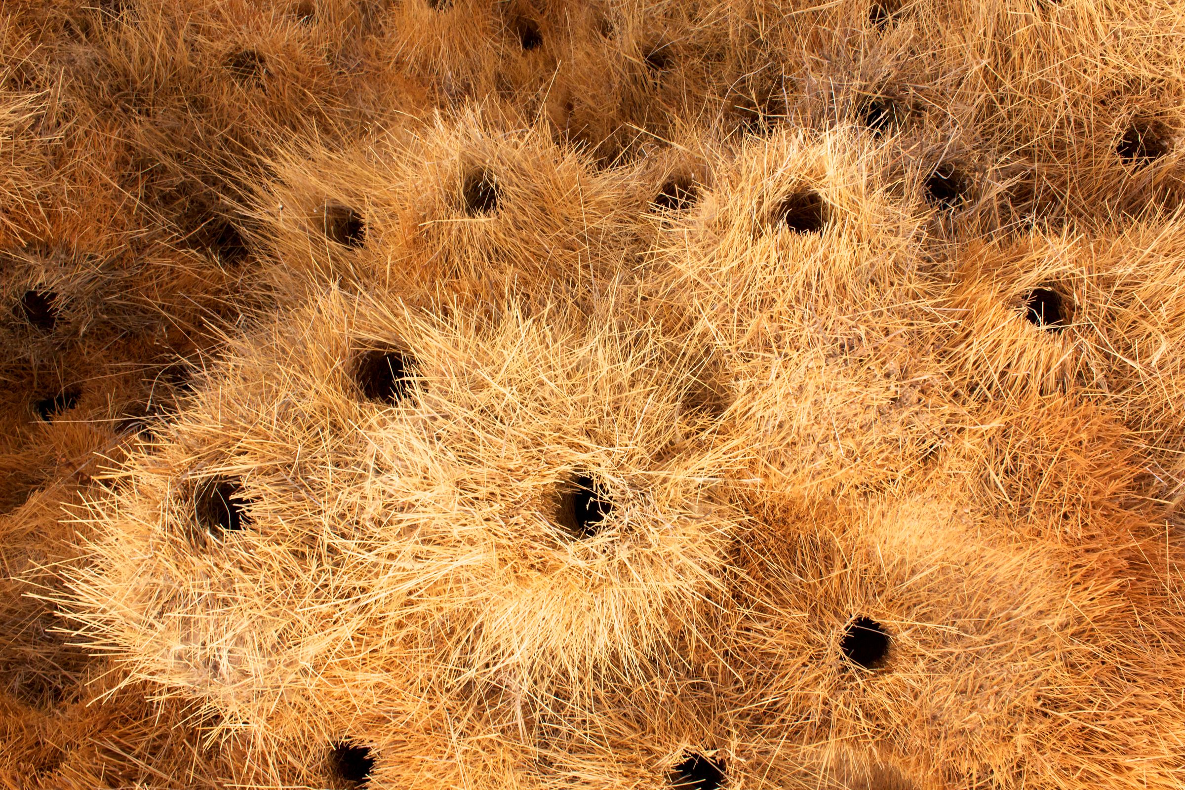 A cluster of Sociable Weaver nests during our Namibia wildlife photography tour
