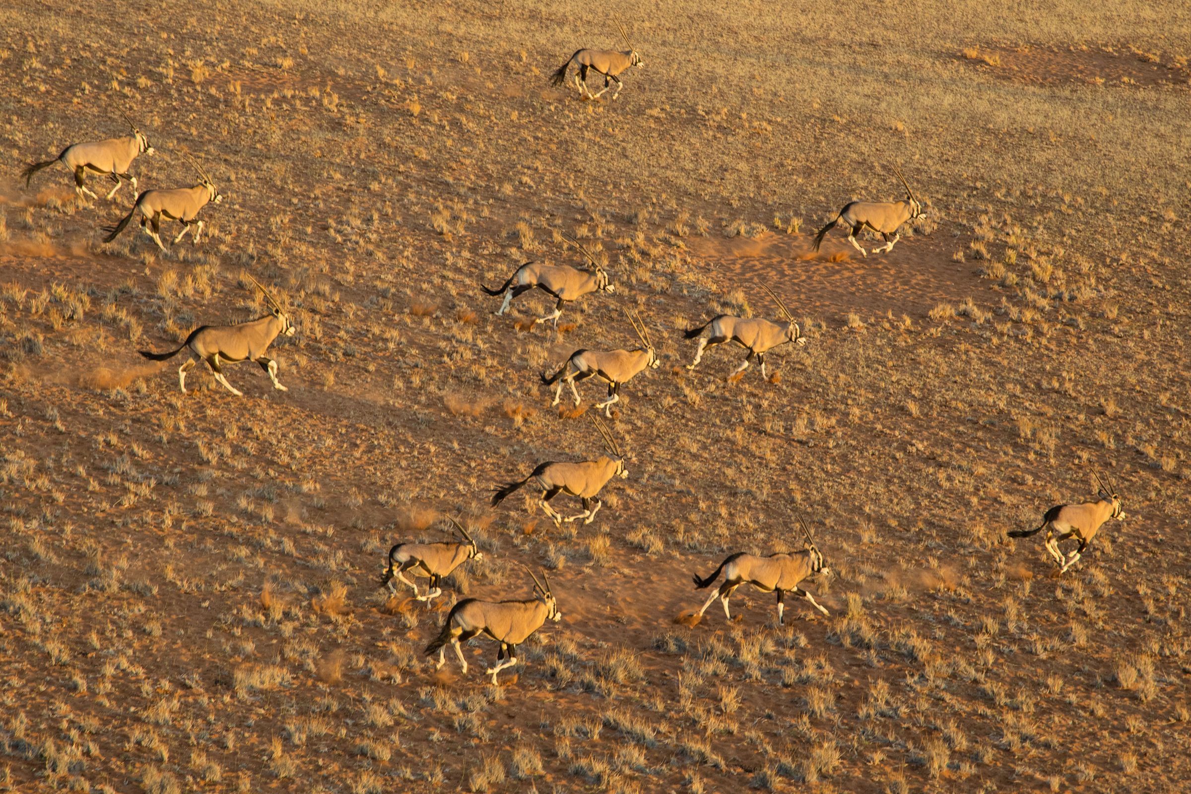 A herd of oryx runs across the grasslands of Sossusvlei at sunset