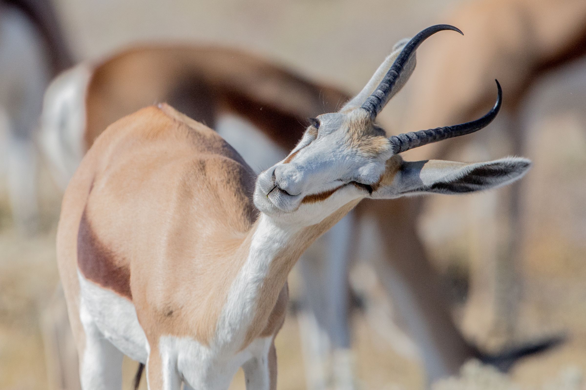Springbok during our wildlife photography tour of Namibia