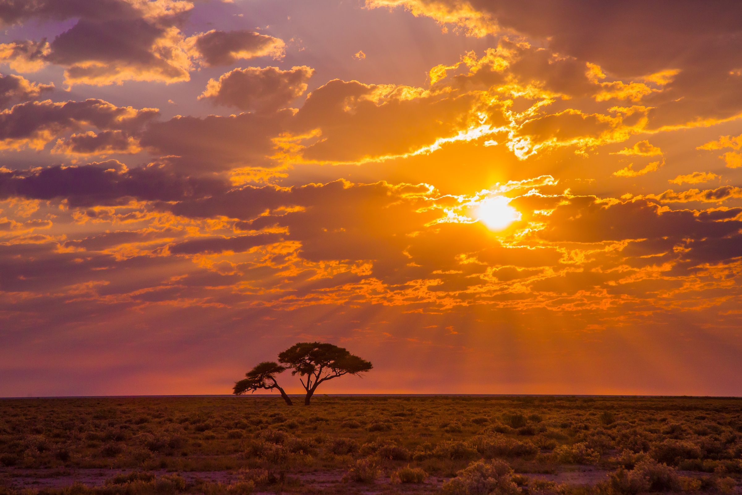 A solitary acacia greets the rising sun in Etosha